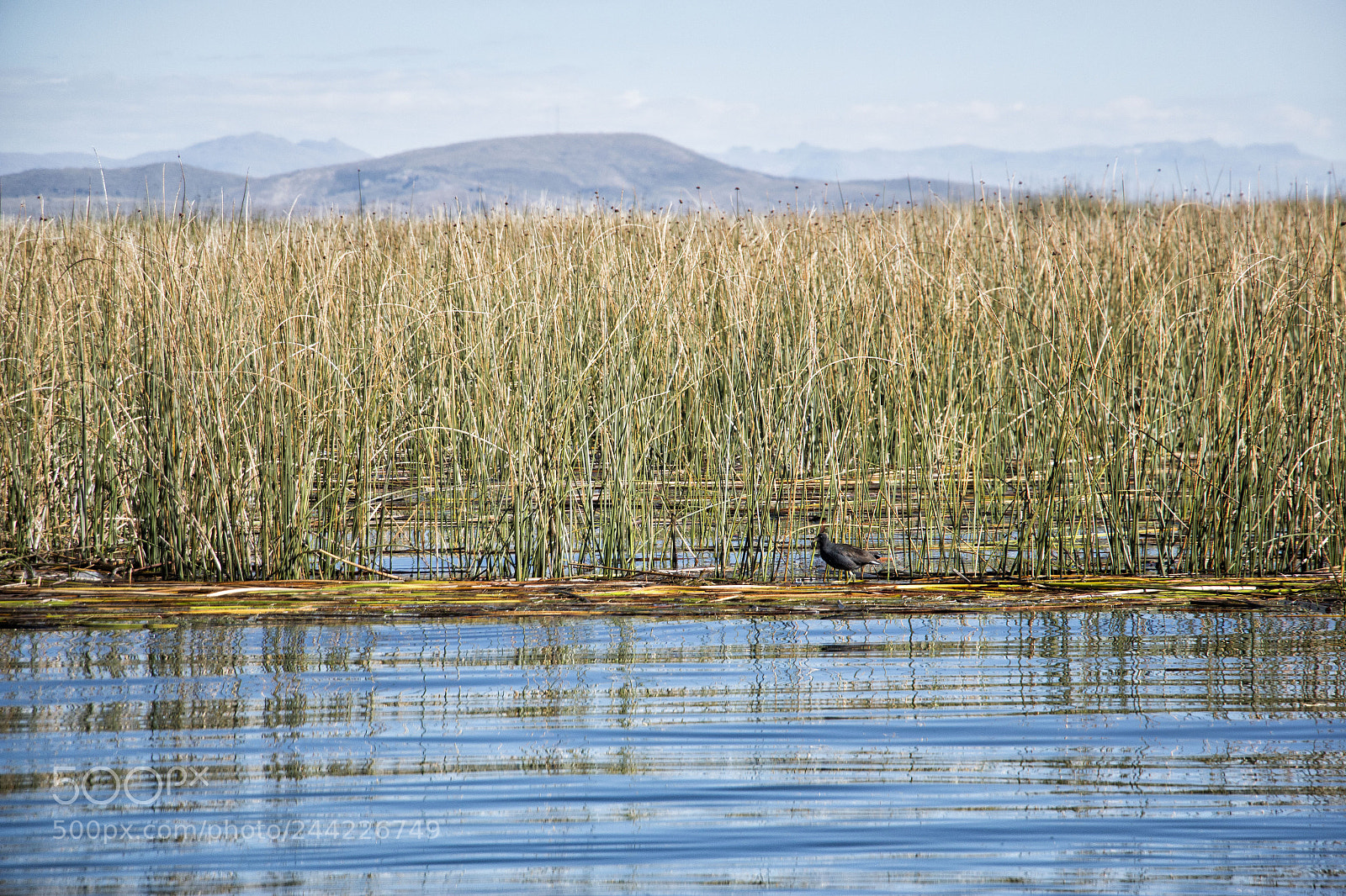 Canon EOS 70D sample photo. Lake bird photography