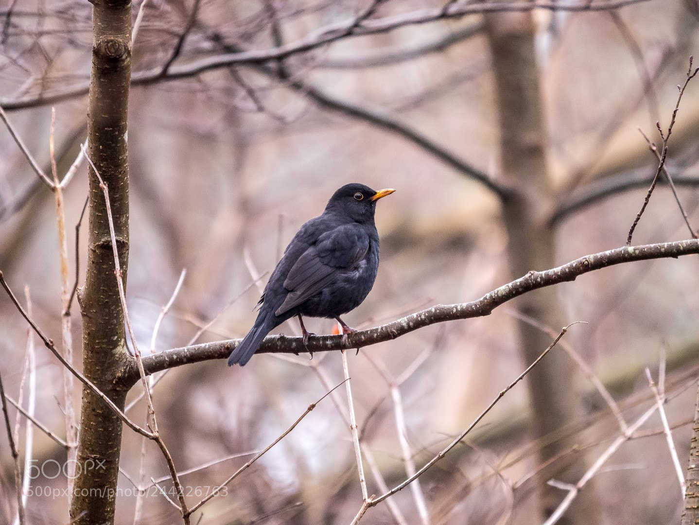 Panasonic Lumix DMC-GX85 (Lumix DMC-GX80 / Lumix DMC-GX7 Mark II) sample photo. Blackbird photography