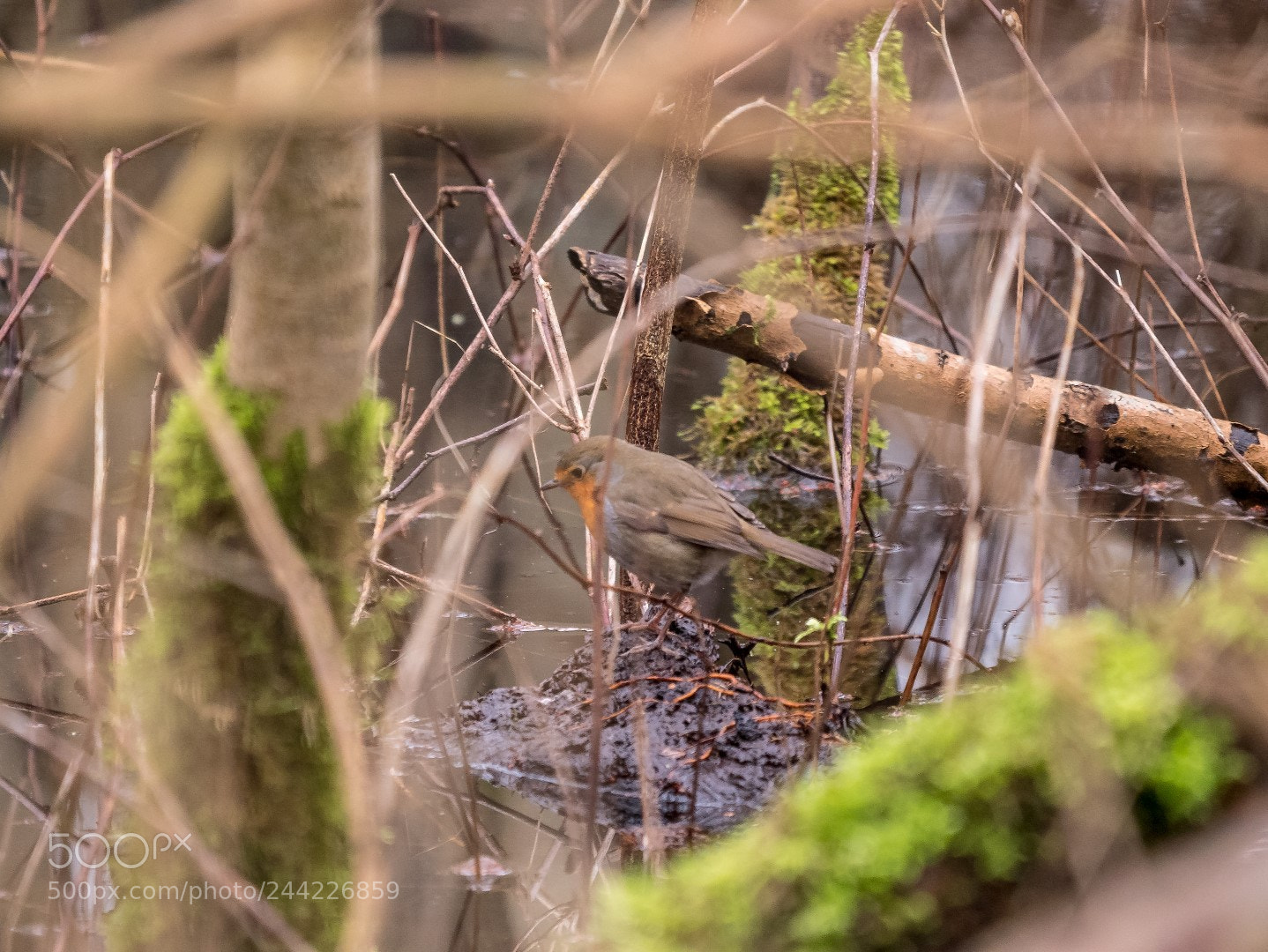 Panasonic Lumix DMC-GX85 (Lumix DMC-GX80 / Lumix DMC-GX7 Mark II) sample photo. Erithacus rubecula photography