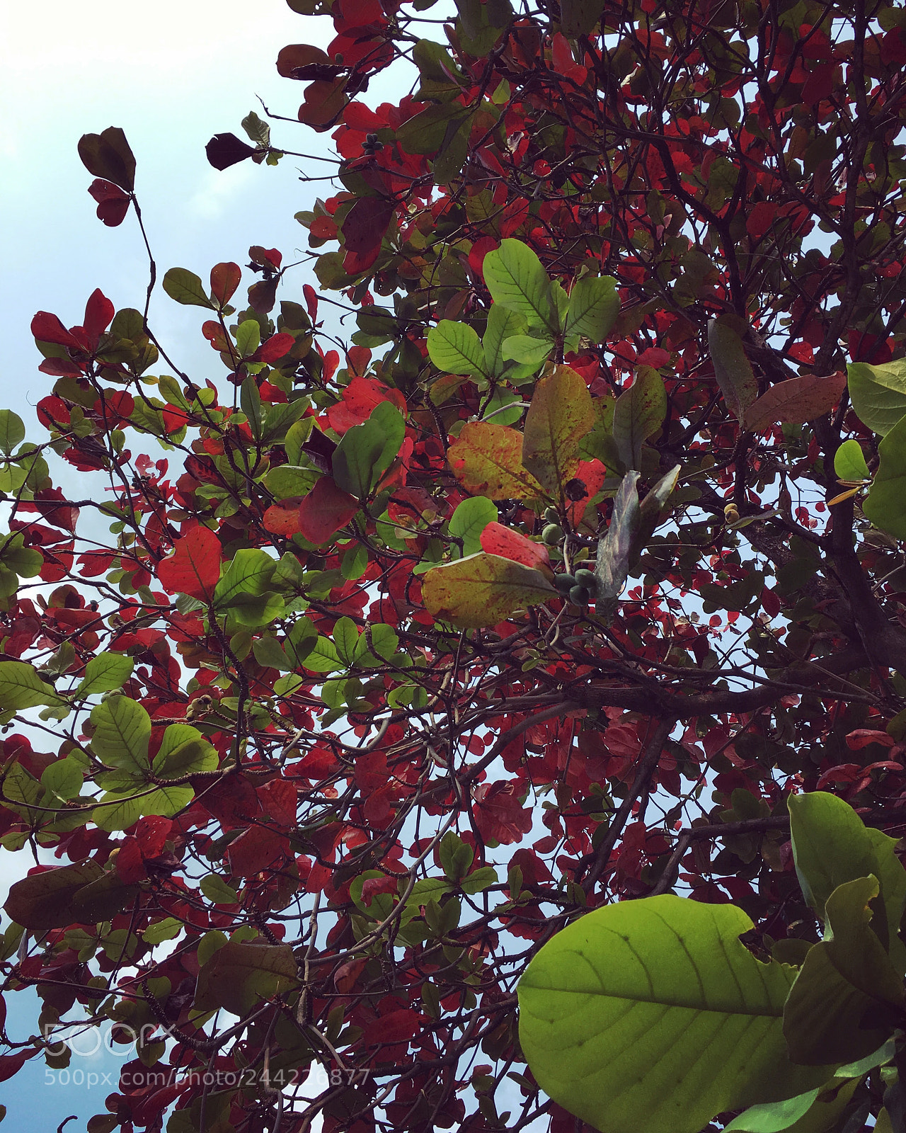Apple iPhone SE sample photo. Feel sad and lonely photography