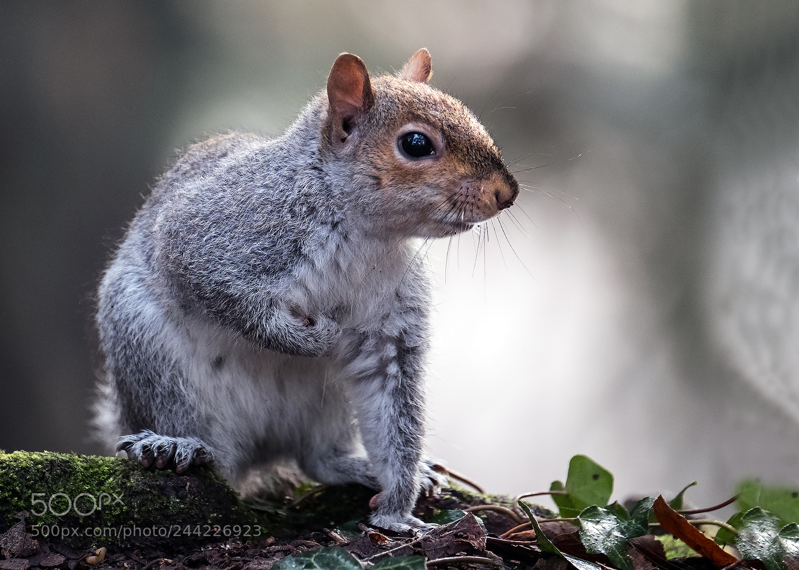 Fujifilm X-T2 sample photo. Squirrel photography