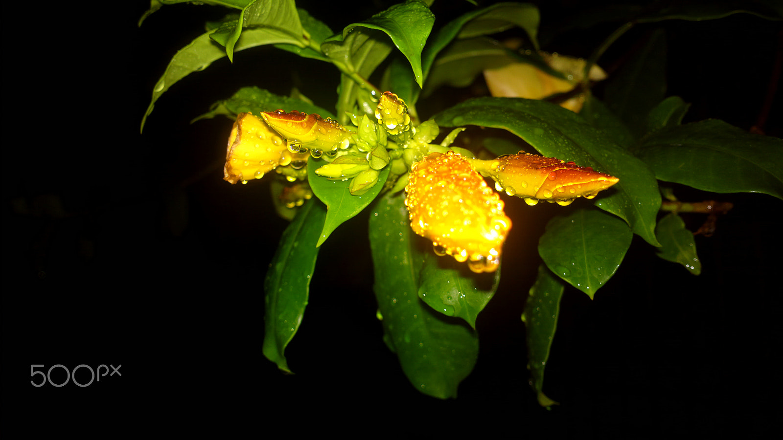 Nokia 808 PureView sample photo. Gumamela rising photography