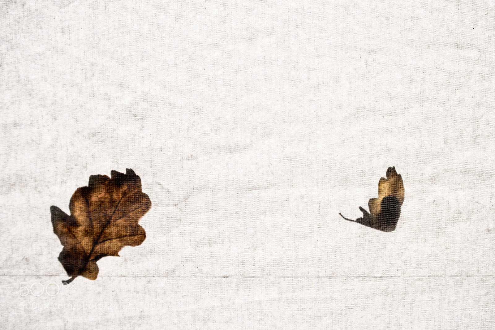 Samsung NX1 sample photo. Leaf leaves photography