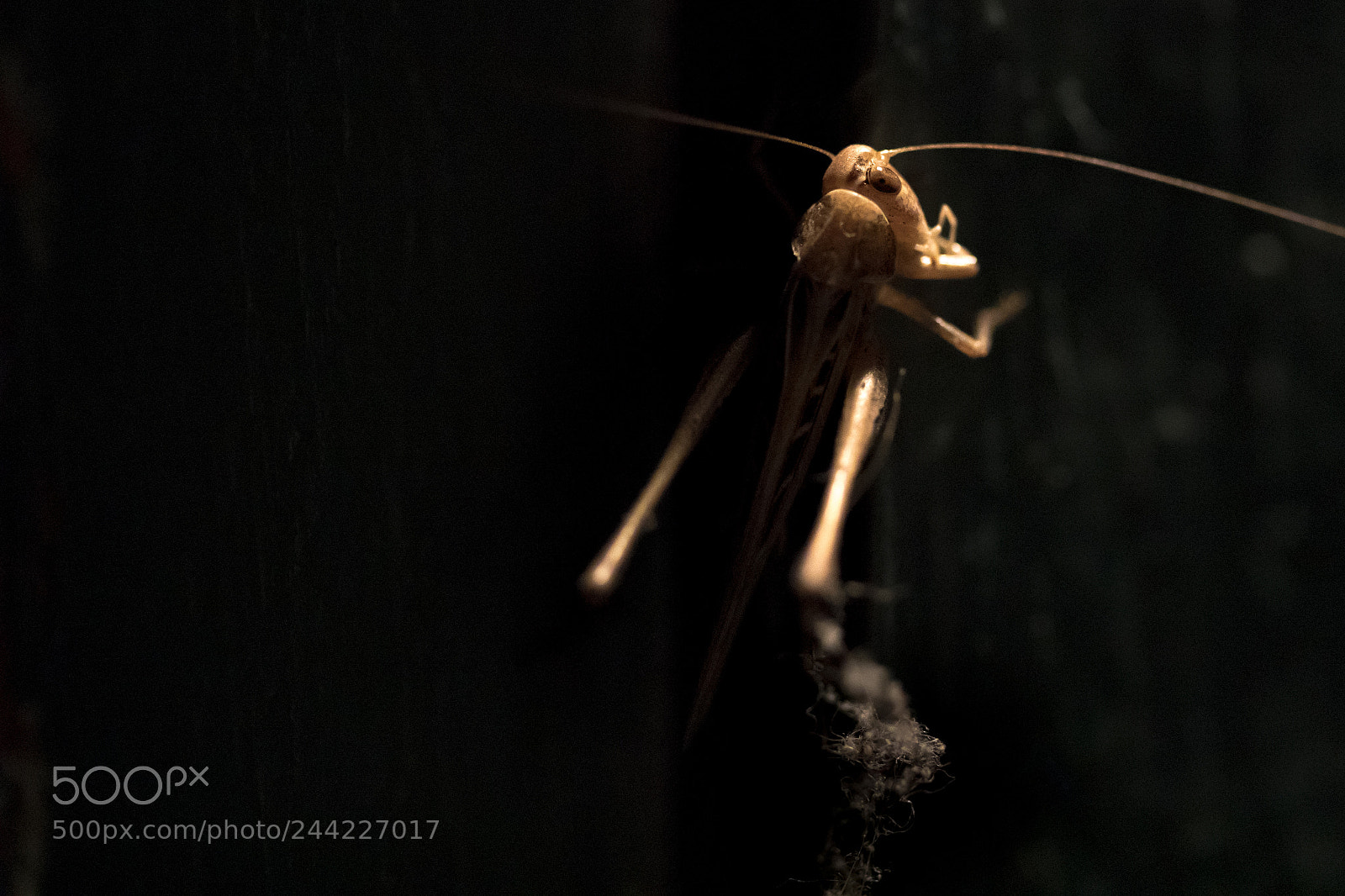 Sony a6500 sample photo. Camo photography