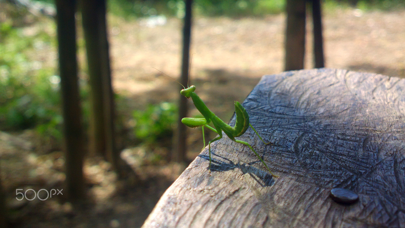 Nokia 808 PureView sample photo. Hopper photography