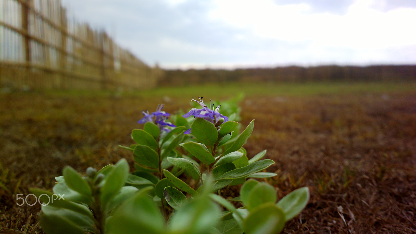 Nokia 808 PureView sample photo. Little orchid photography