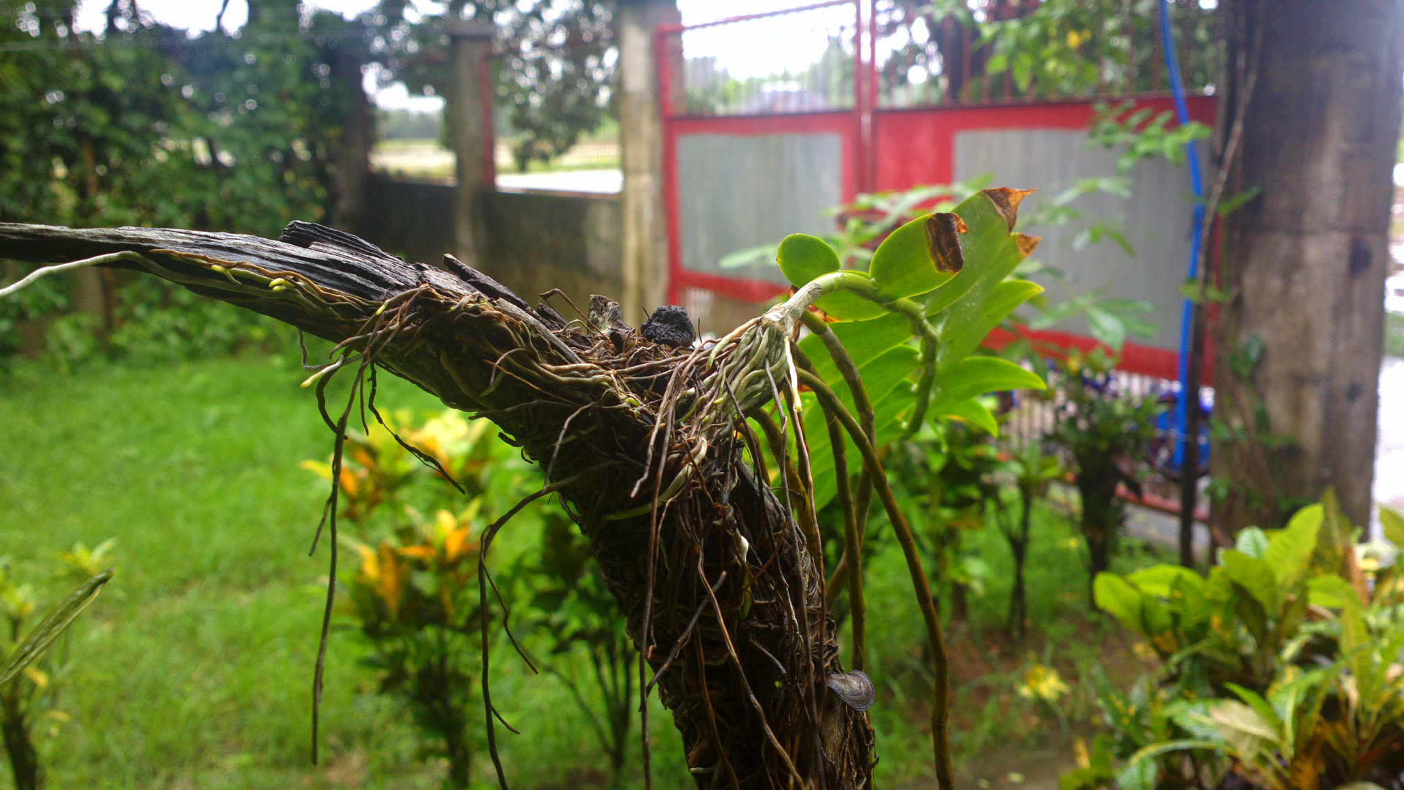 Nokia 808 PureView sample photo. 2015-07-10-0303.jpg photography