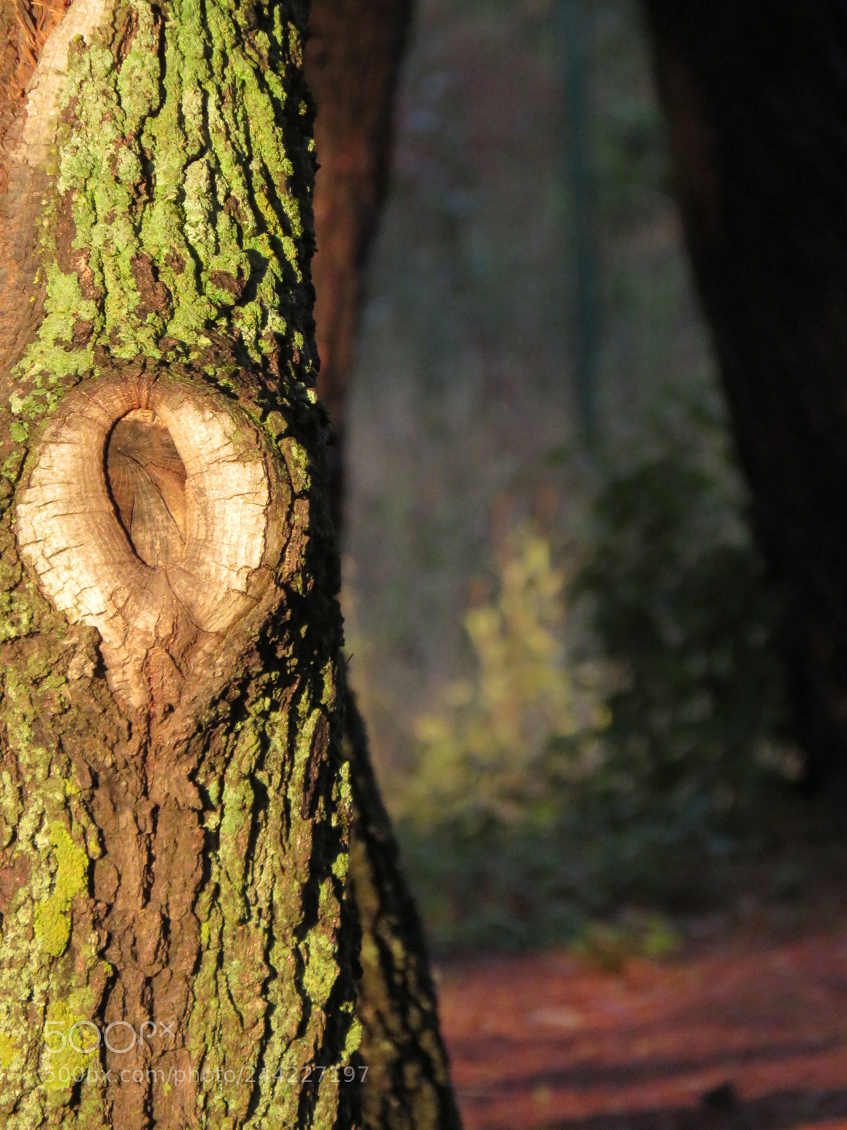 Canon PowerShot SX60 HS sample photo. The beauty of this photography