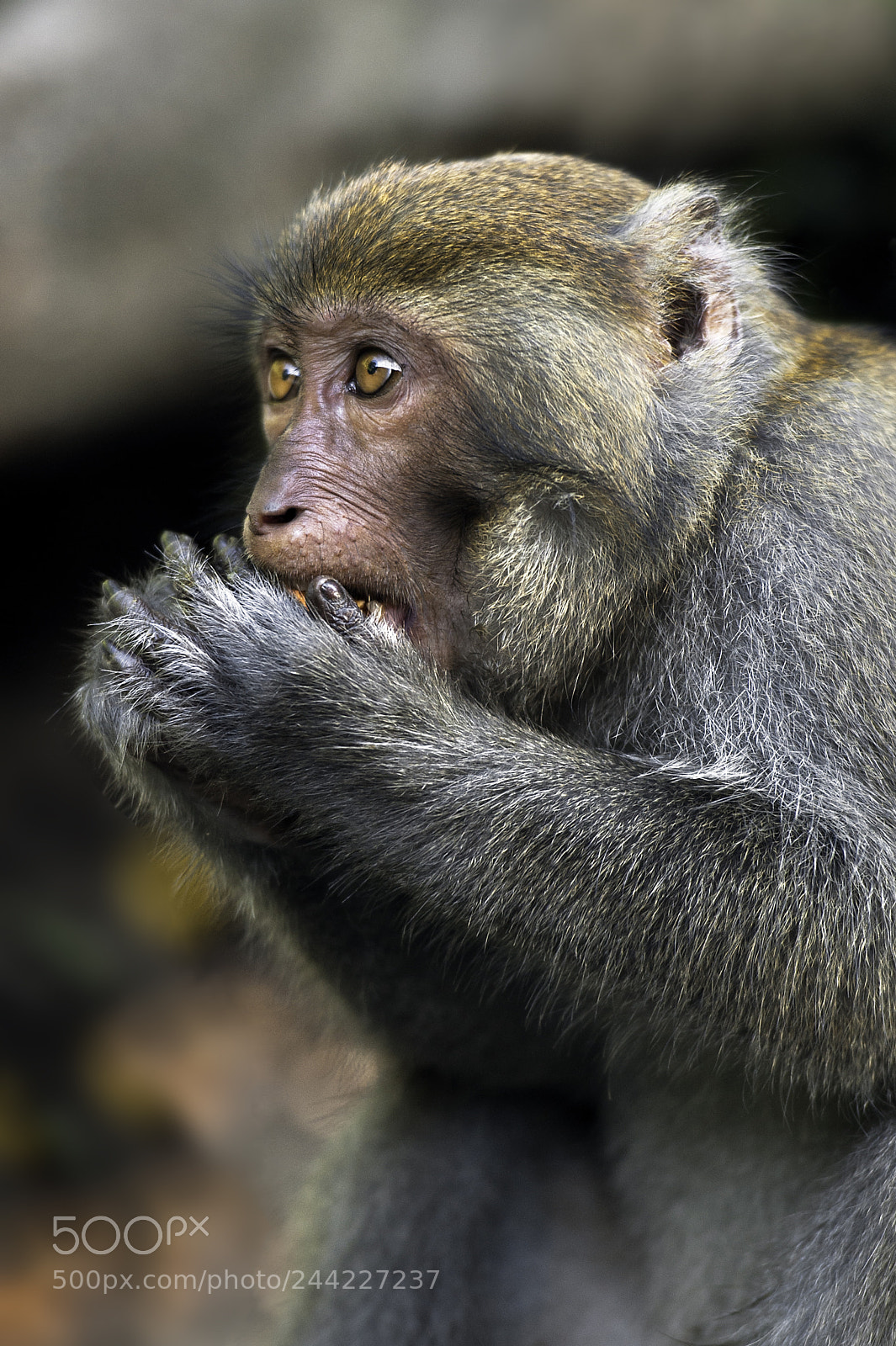 Nikon D700 sample photo. 台灣彌猴, formosan rock macaque photography