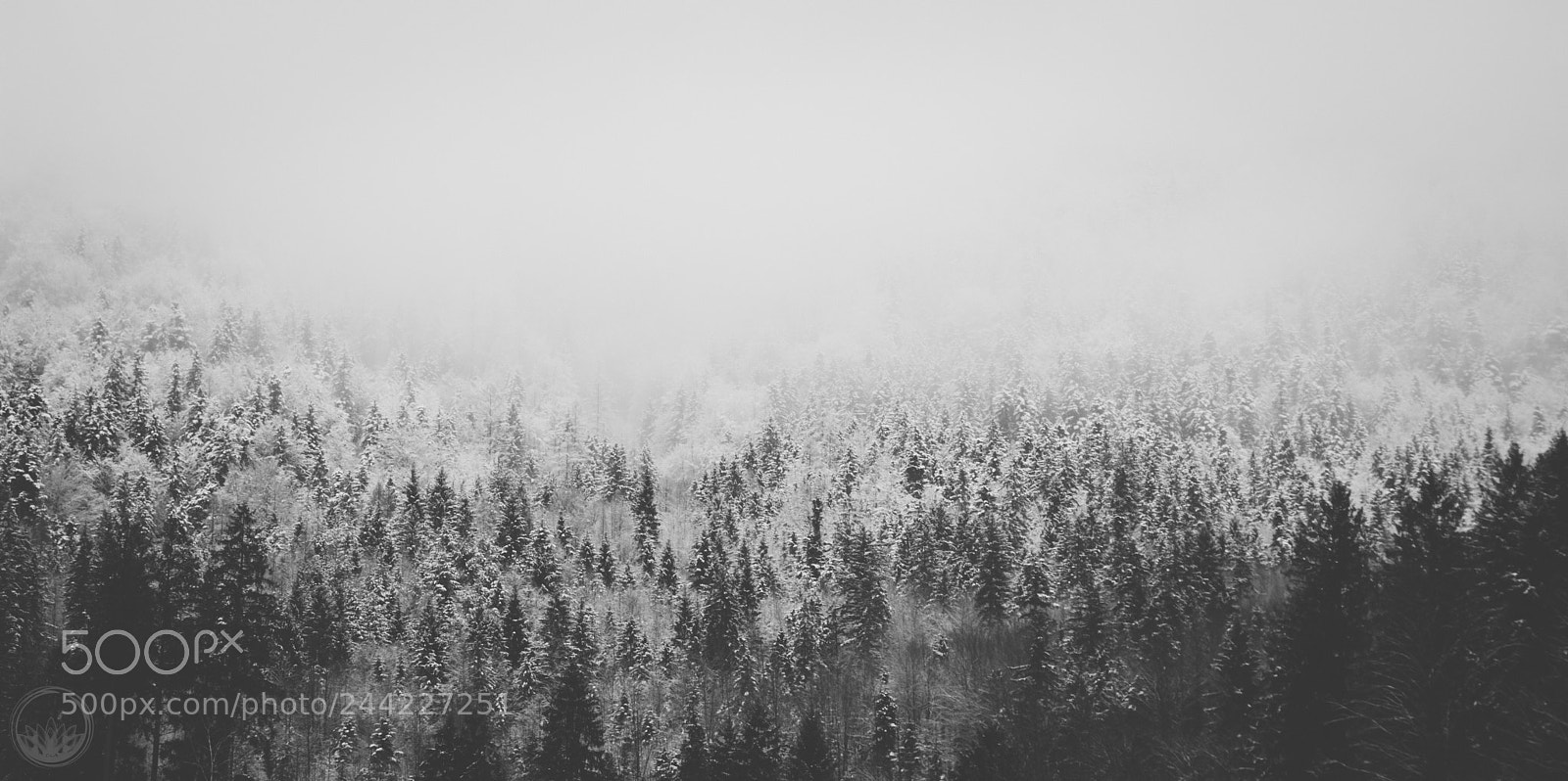 Nikon D7200 sample photo. Pines photography