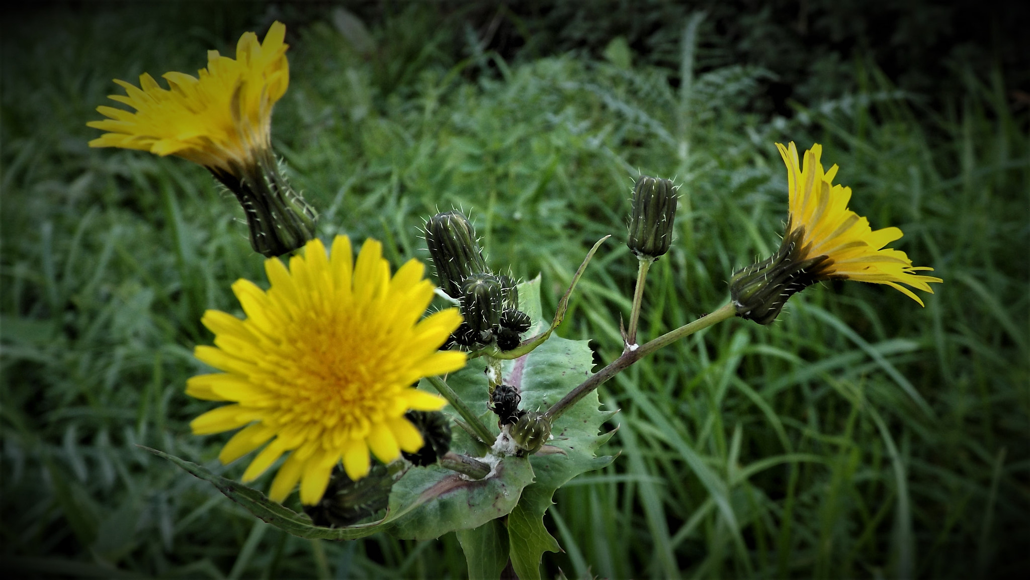 Fujifilm FinePix SL245 sample photo. Yellow photography