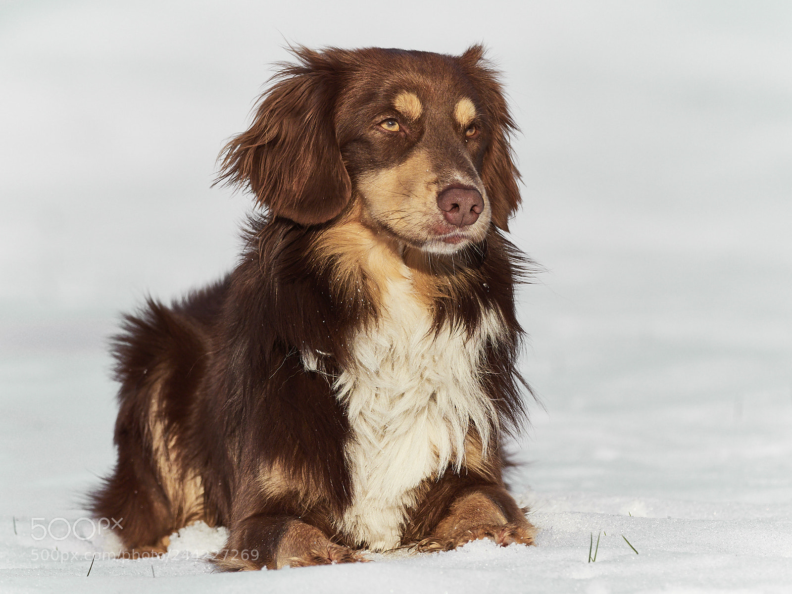 Olympus OM-D E-M1 Mark II sample photo. Buddy photography