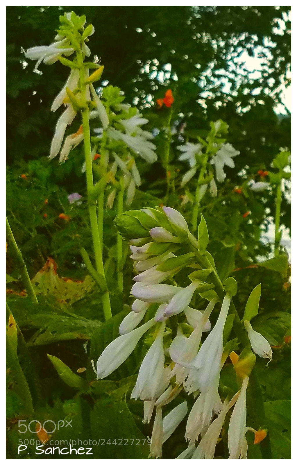 Samsung Galaxy S7 sample photo. White flower photography
