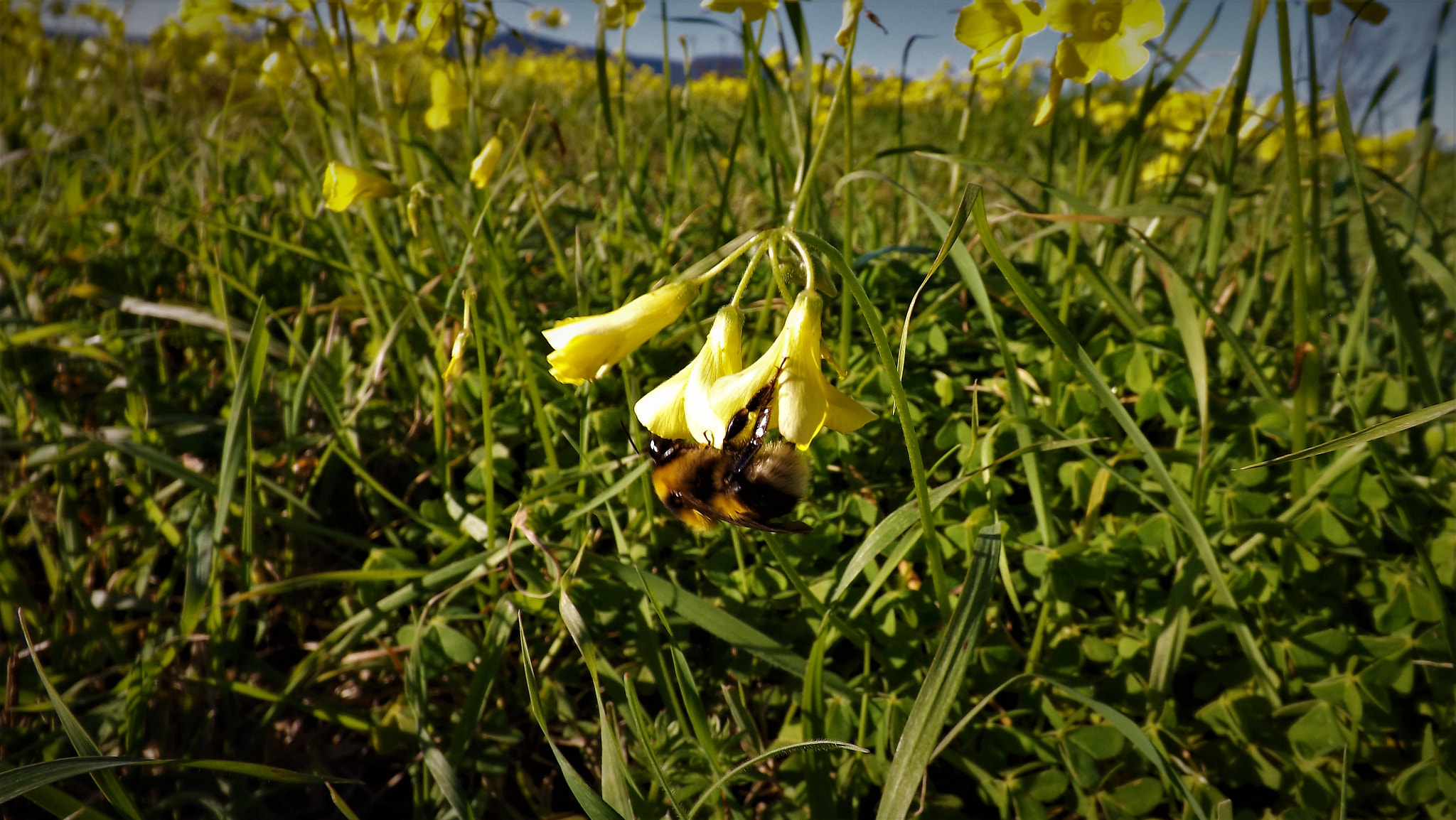 Fujifilm FinePix SL245 sample photo. Bee photography