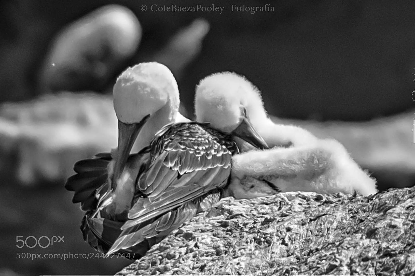 Nikon D800 sample photo. Madre y su cria photography