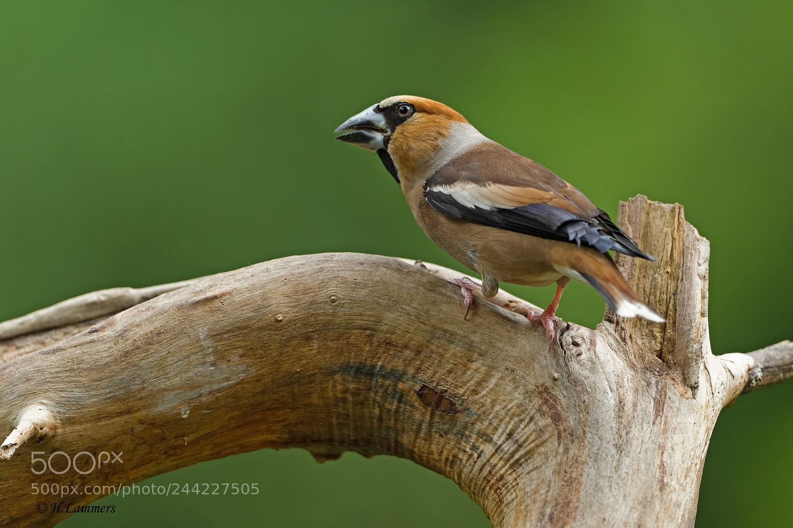Canon EOS-1D Mark IV sample photo. Hawfinch photography