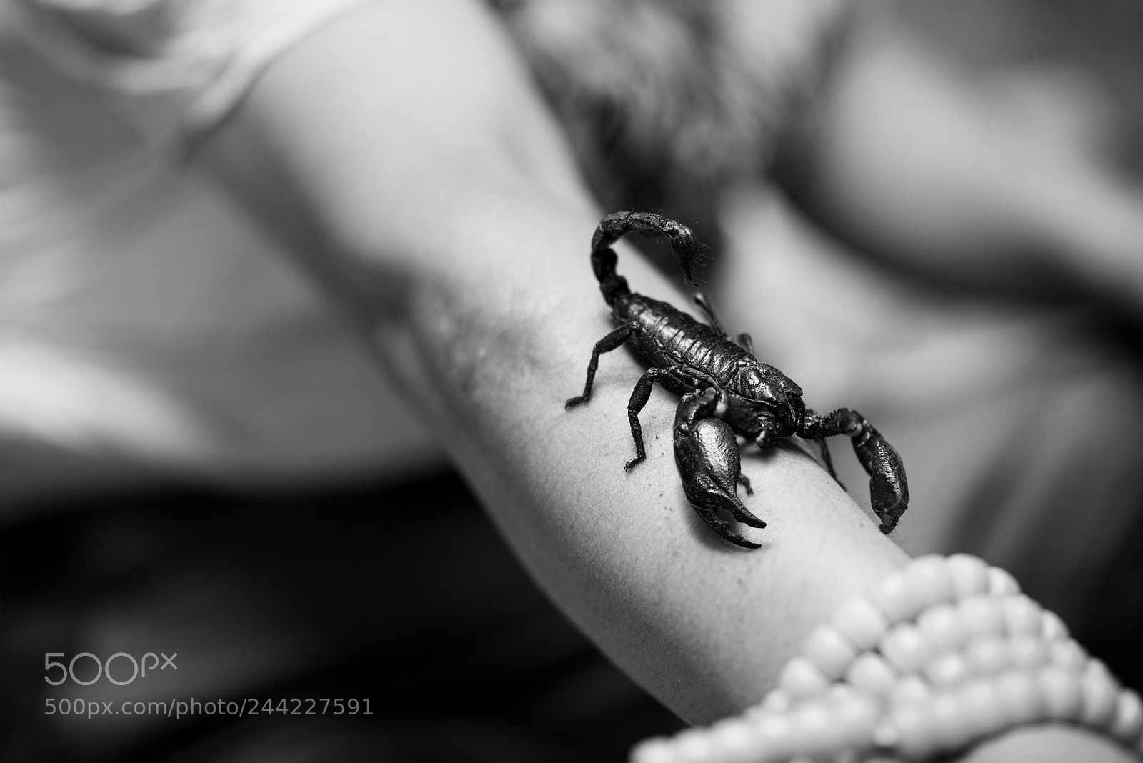 Nikon D800E sample photo. A black scorpion on photography