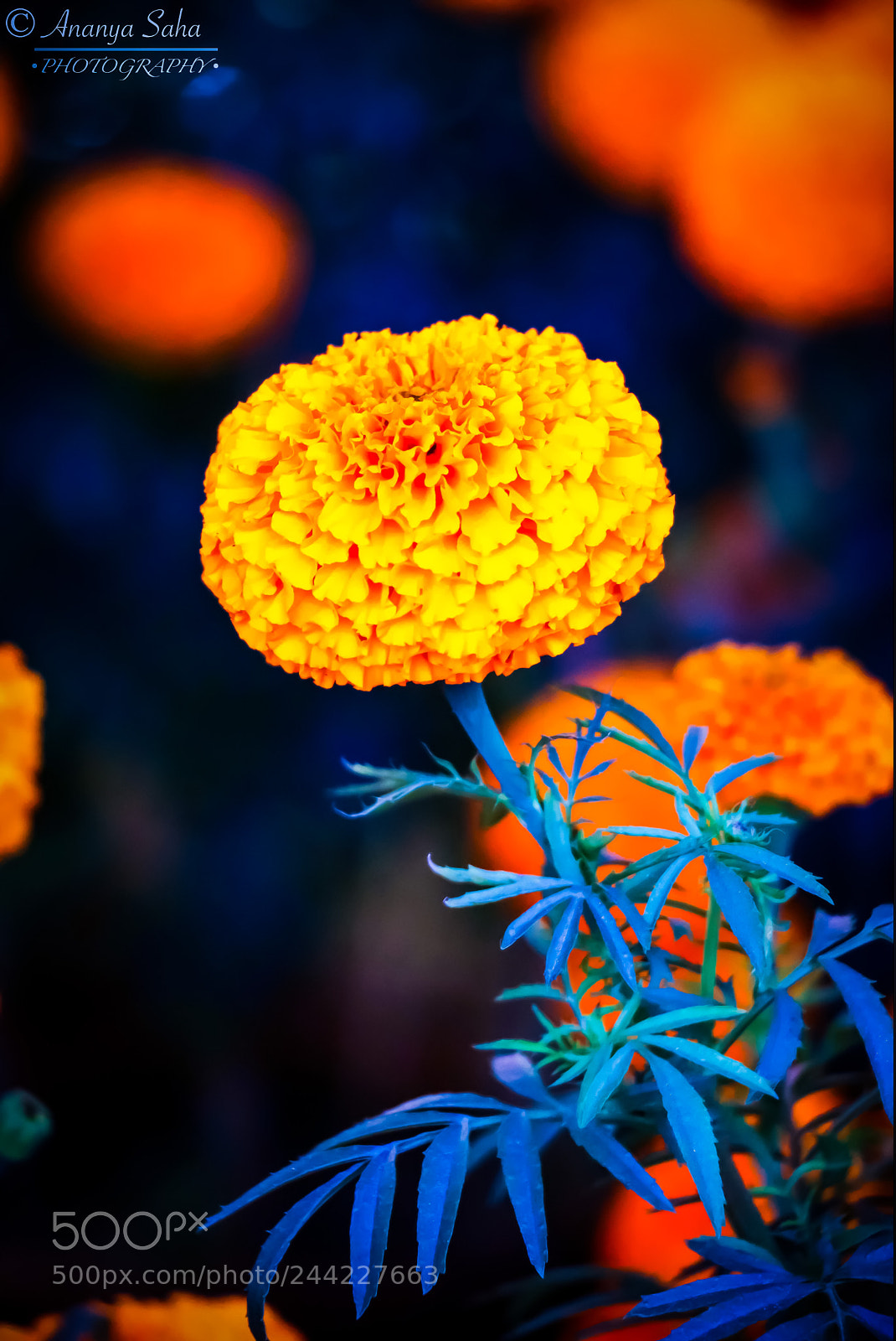 Canon EOS 800D (EOS Rebel T7i / EOS Kiss X9i) sample photo. Marigold photography