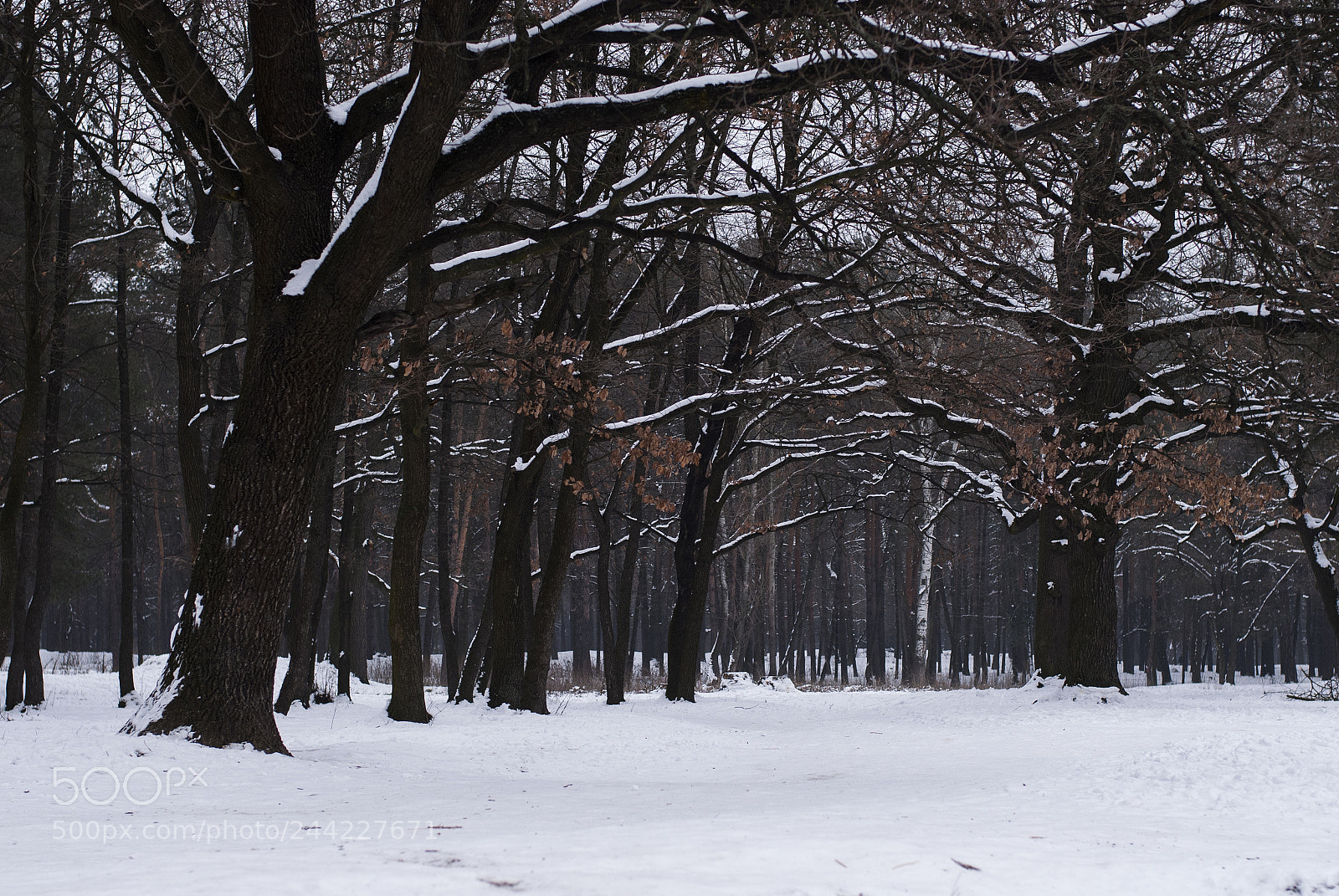 Nikon D200 sample photo. Дубы photography