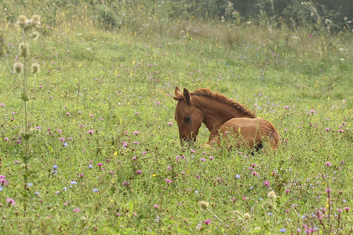 Canon EOS 60D sample photo. Appeasement. photography
