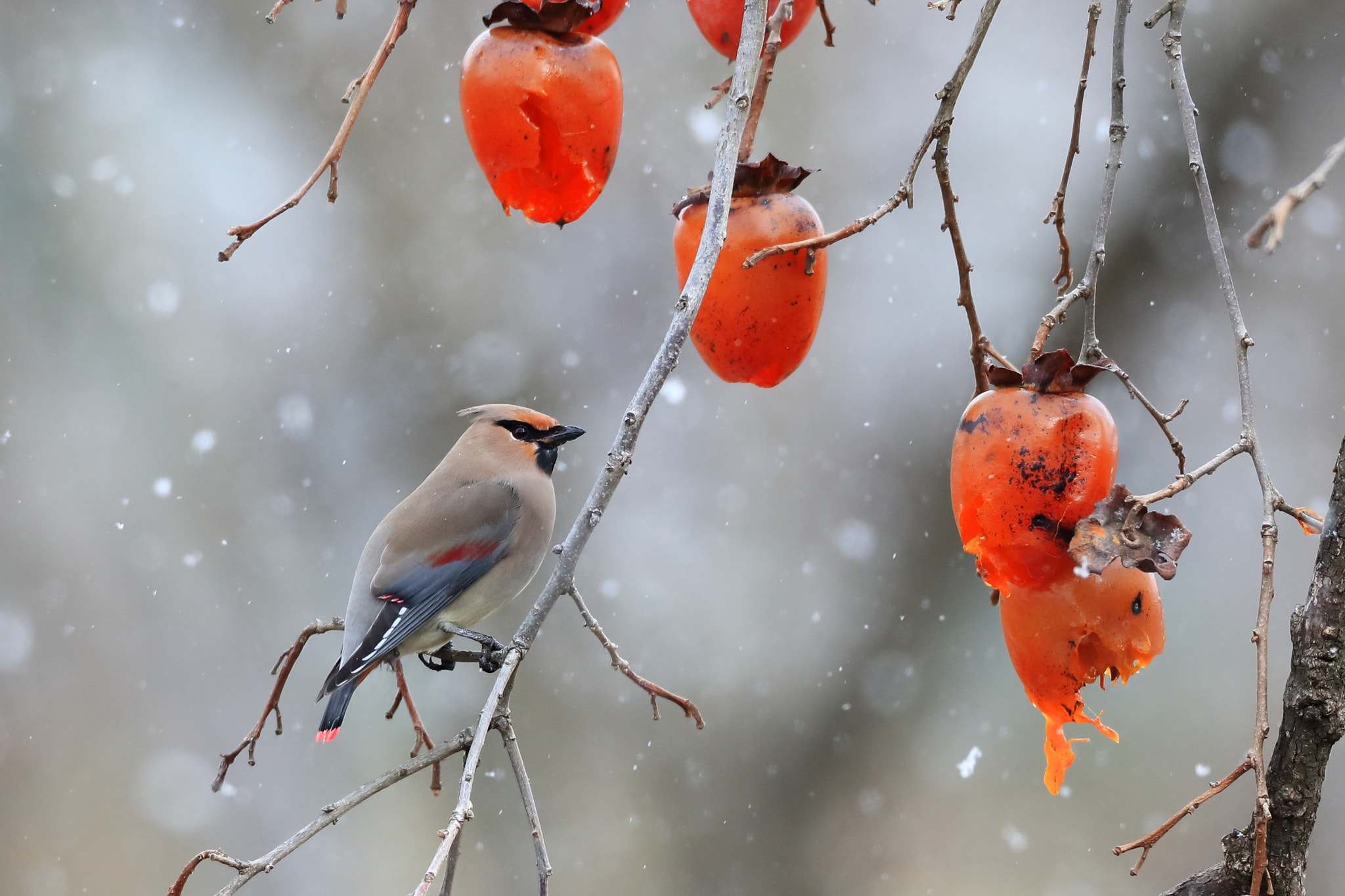 Canon EF 800mm F5.6L IS USM sample photo. ヒレンジャク　japanese waxwing photography