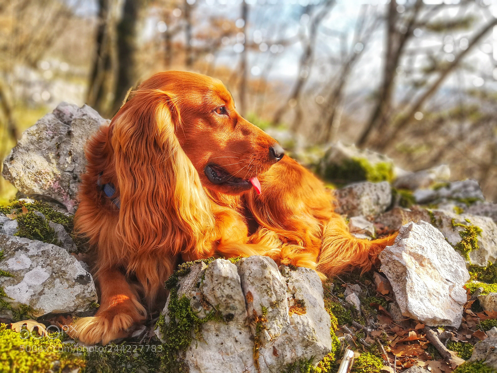 HUAWEI Mate 10 Pro sample photo. Zen photography