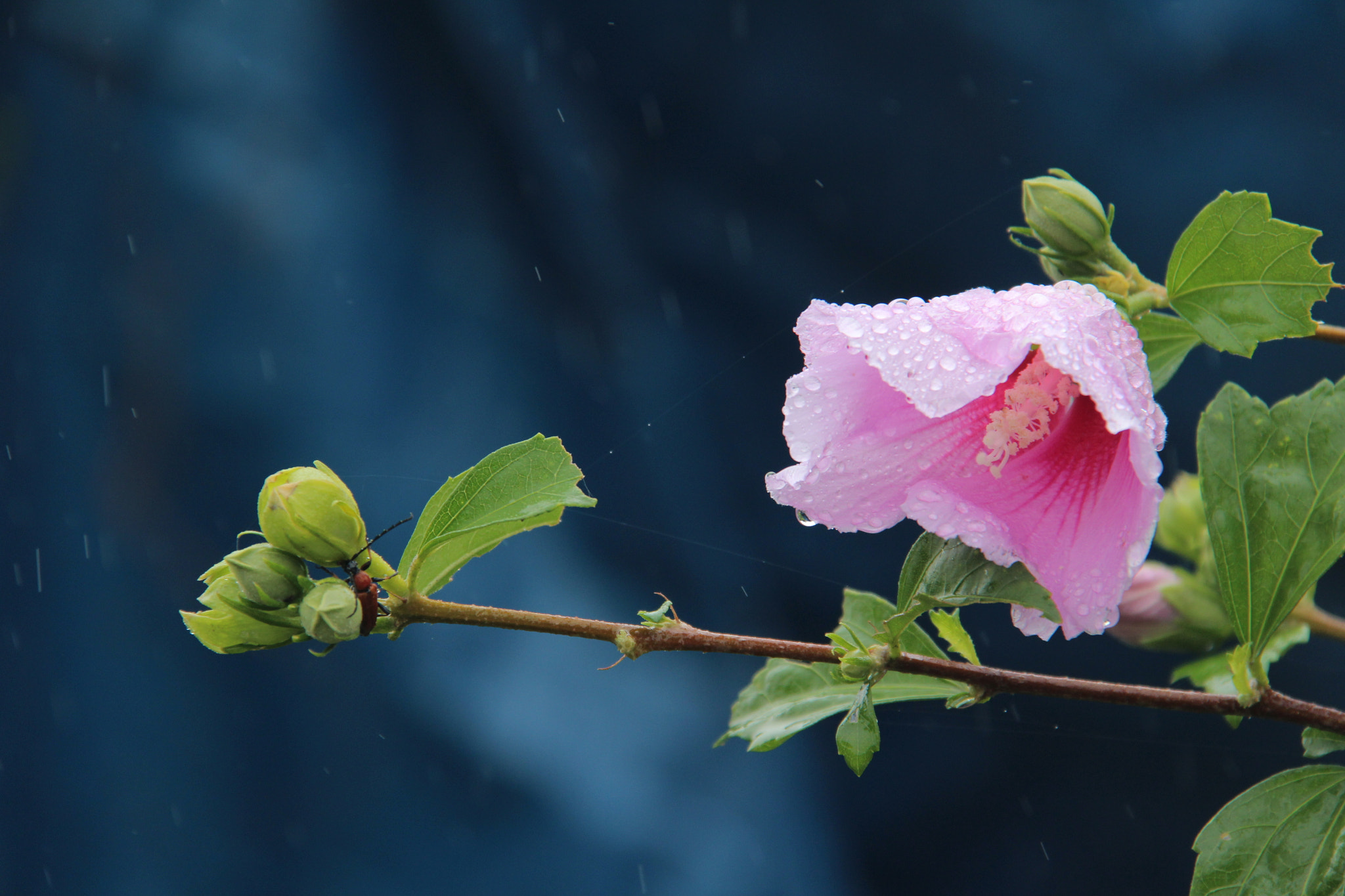 Canon EF-S 18-200mm F3.5-5.6 IS sample photo. Img photography