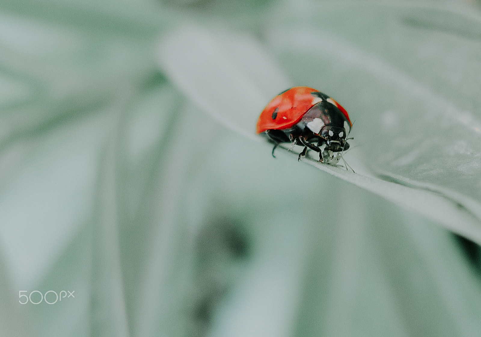 Panasonic Lumix DMC-LX3 sample photo. Ladybird photography