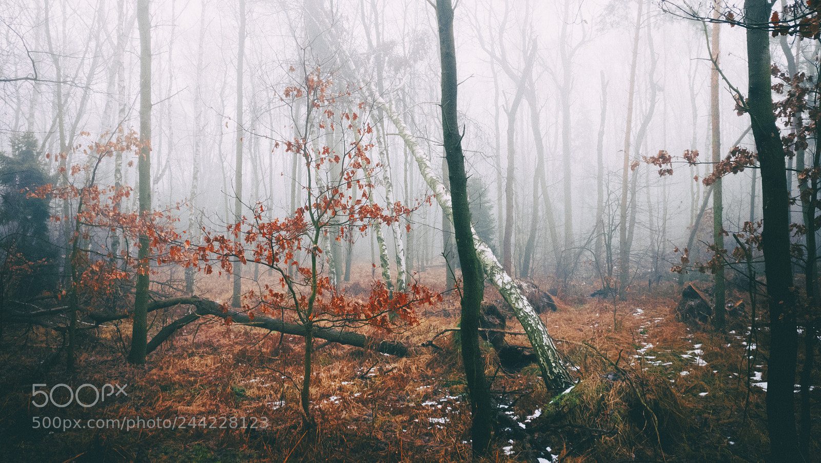 OnePlus A3003 sample photo. Misty woods photography