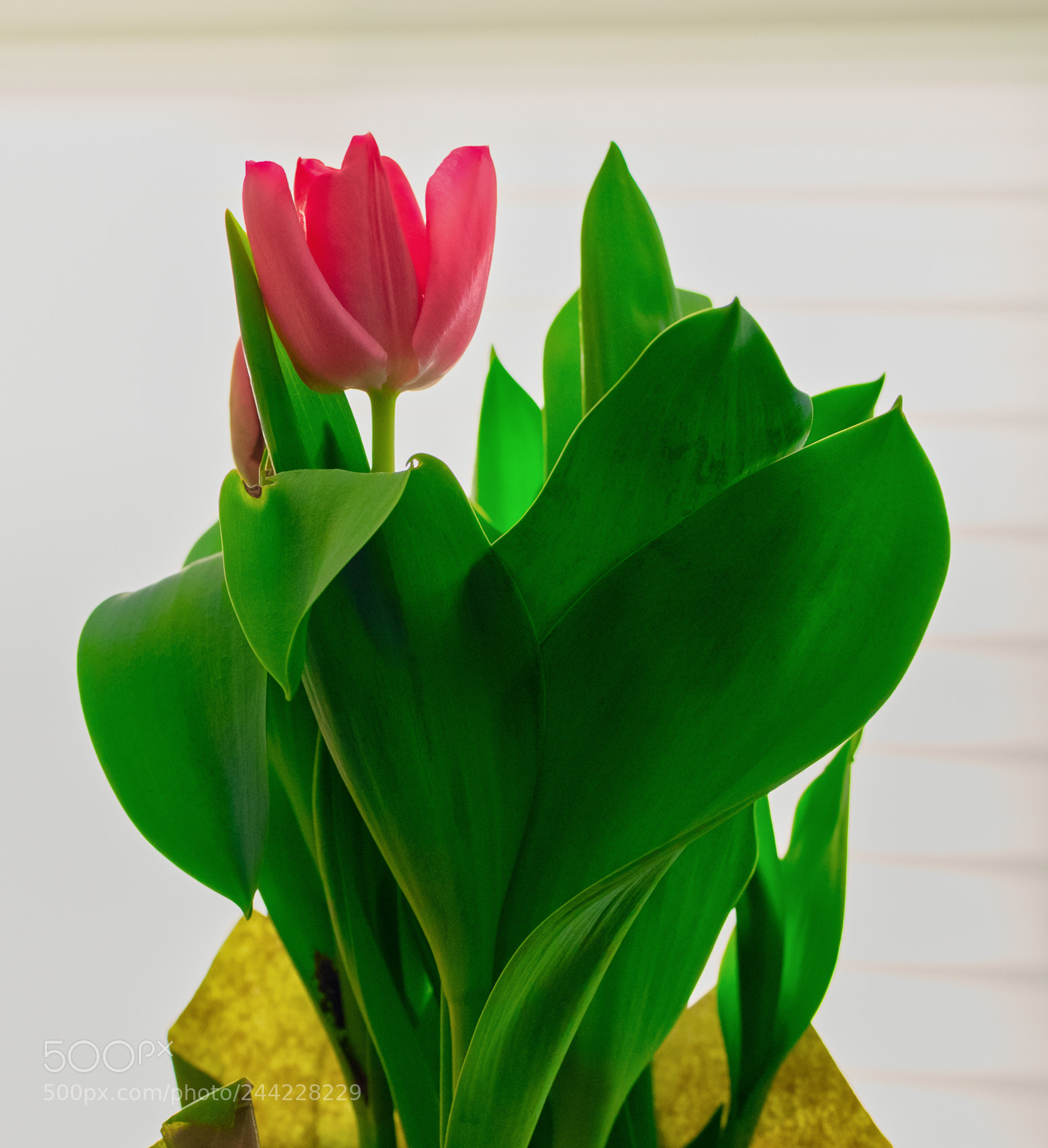 Fujifilm X-T2 sample photo. Winter tulips photography