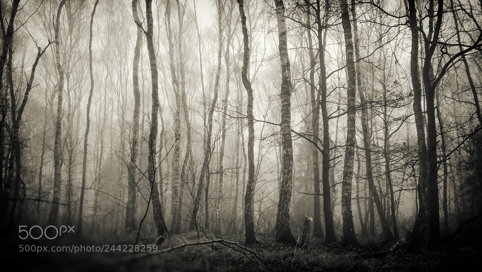 OnePlus A3003 sample photo. Misty woods photography
