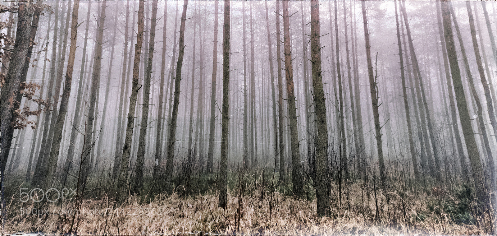 OnePlus A3003 sample photo. Misty woods photography