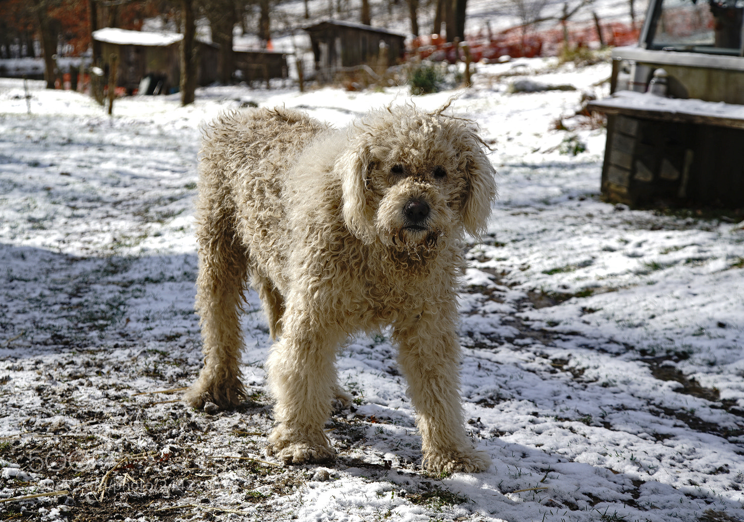 Sony a7R II sample photo. You lookin' at me? photography