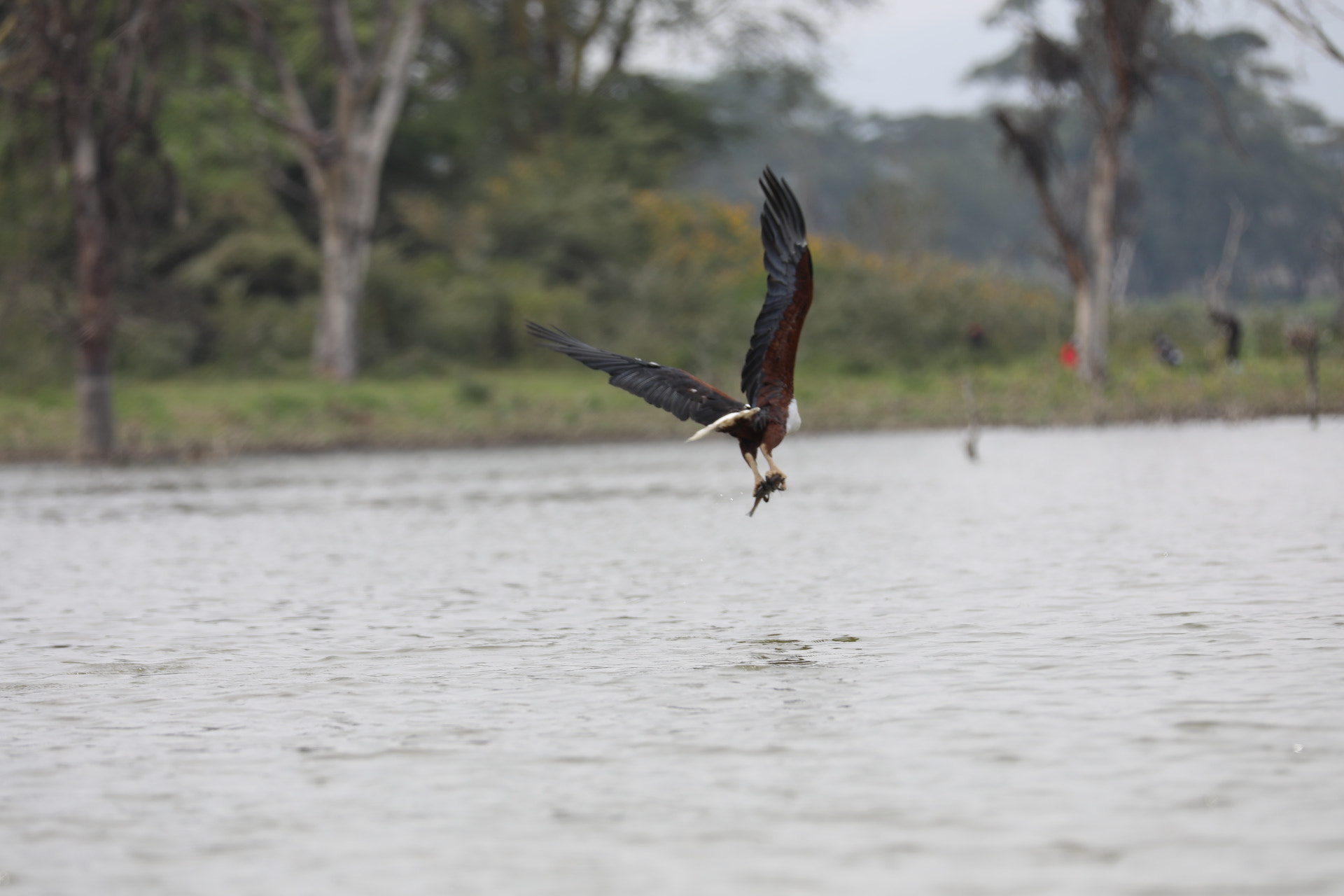 Canon EOS 5D Mark IV + Canon EF 70-200mm F2.8L IS II USM sample photo. Kenya photography