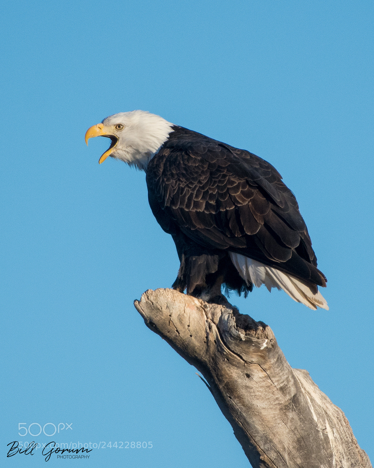 Nikon D500 sample photo. Bald eagle photography