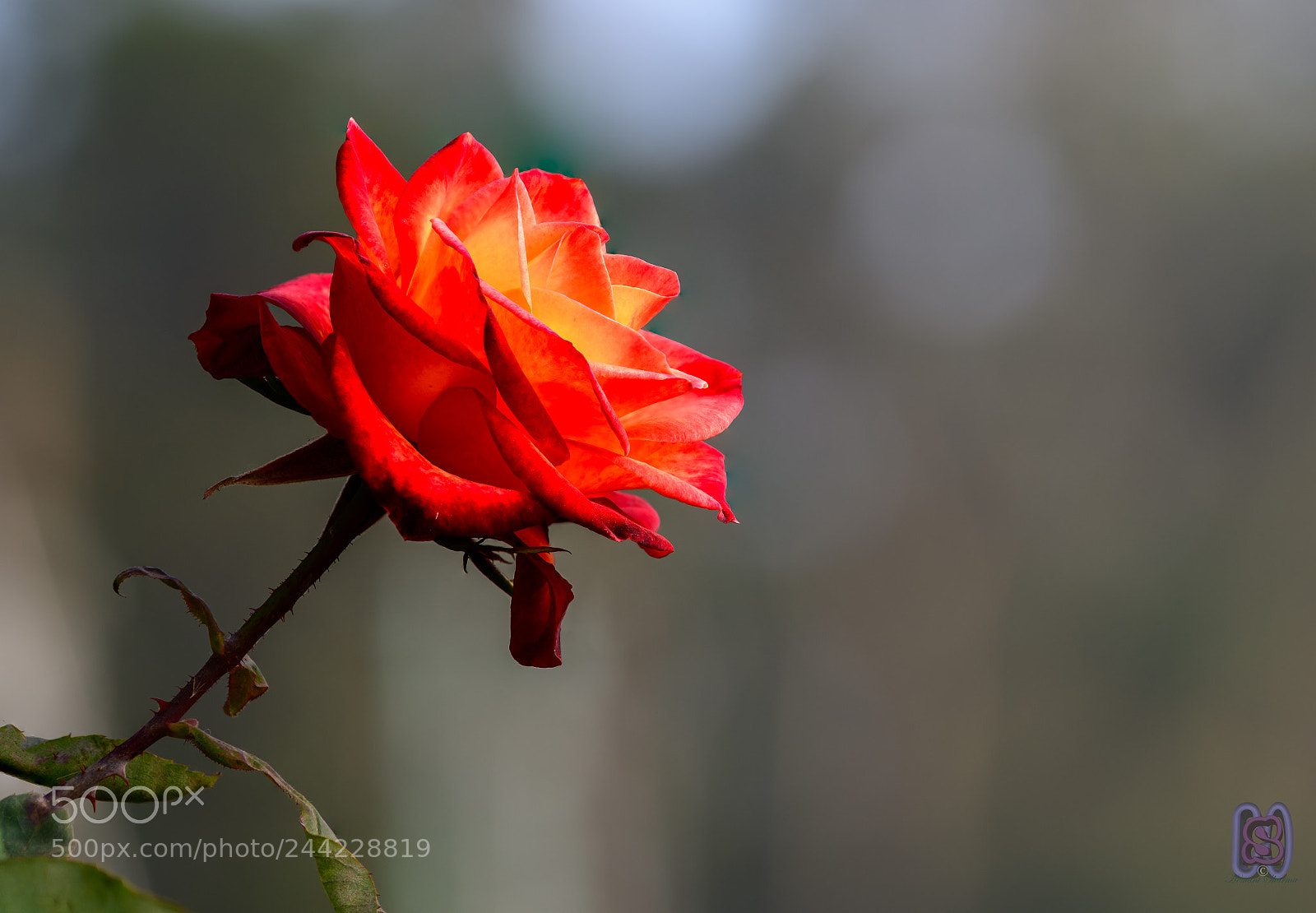 Nikon D850 sample photo. Rose photography