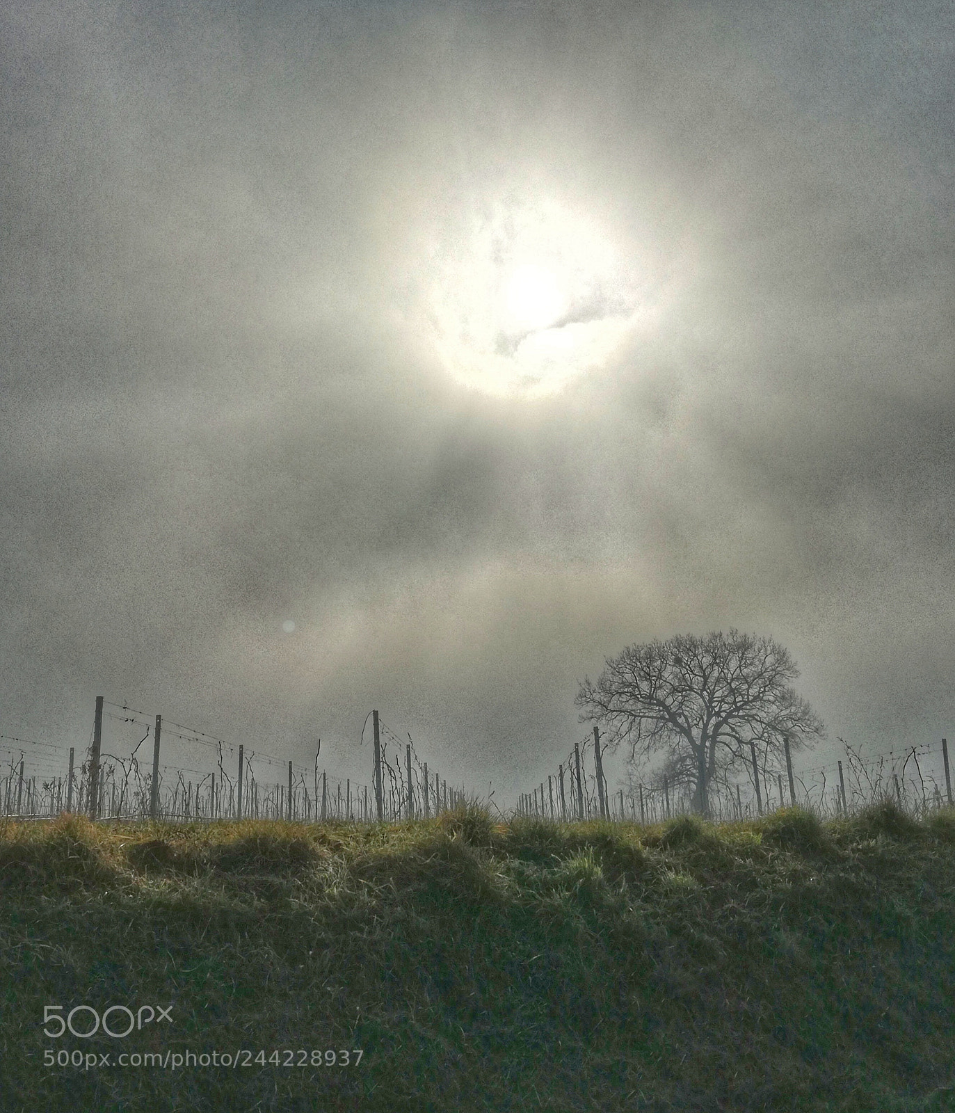 HUAWEI P9 LITE sample photo. Sole e nebbia photography