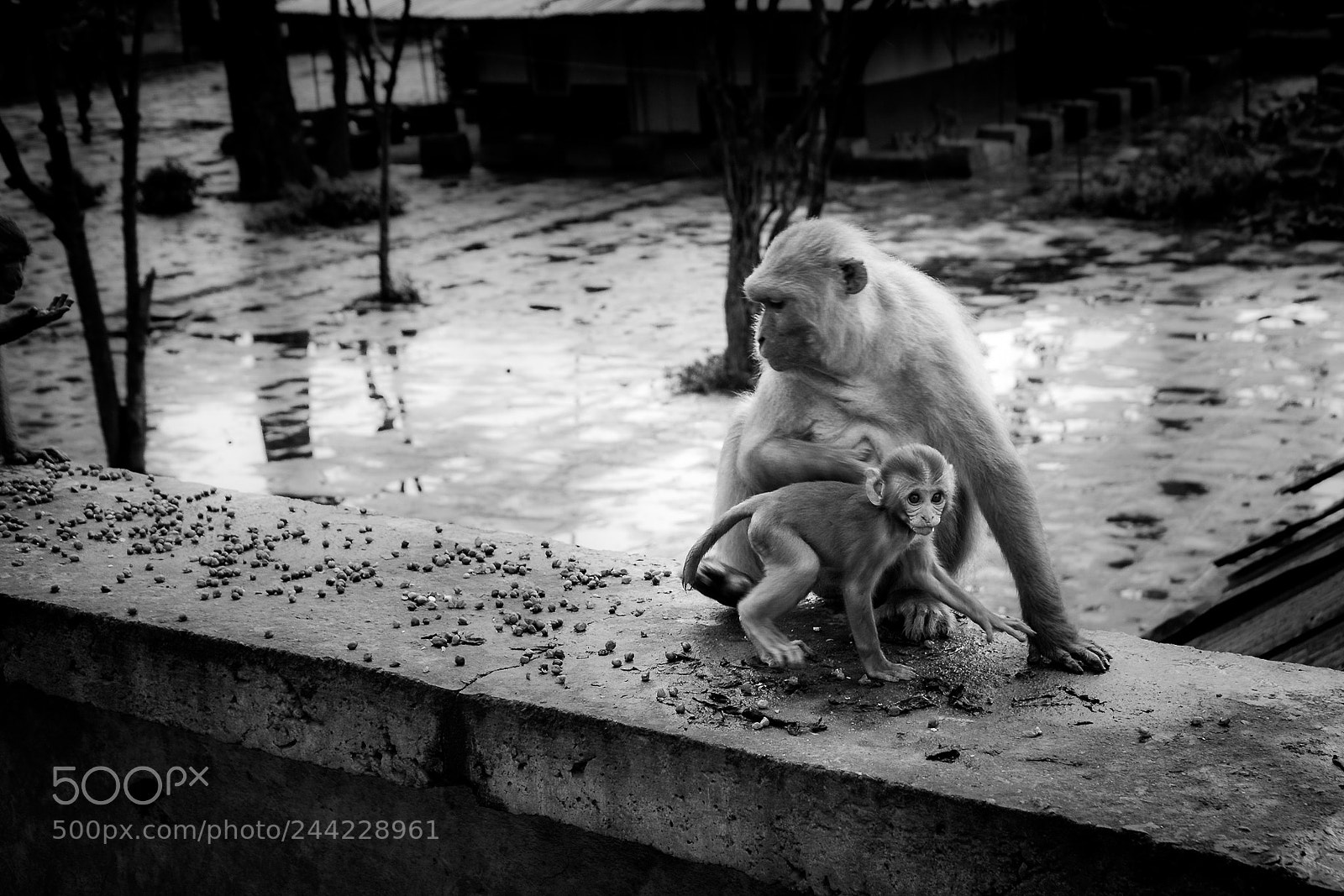 Sony a6300 sample photo. More monkey business photography