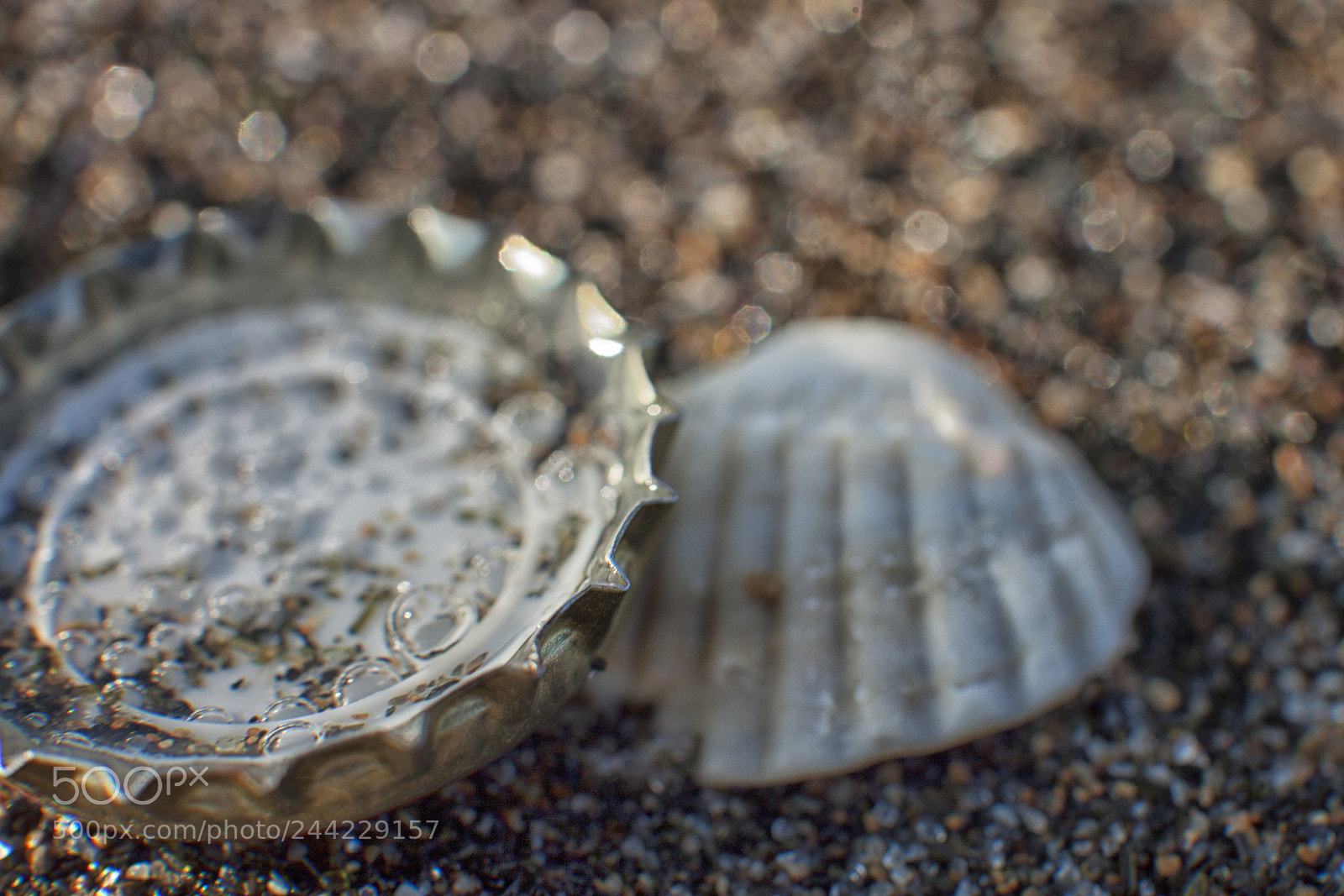 Canon EOS 500D (EOS Rebel T1i / EOS Kiss X3) sample photo. Strange shell photography