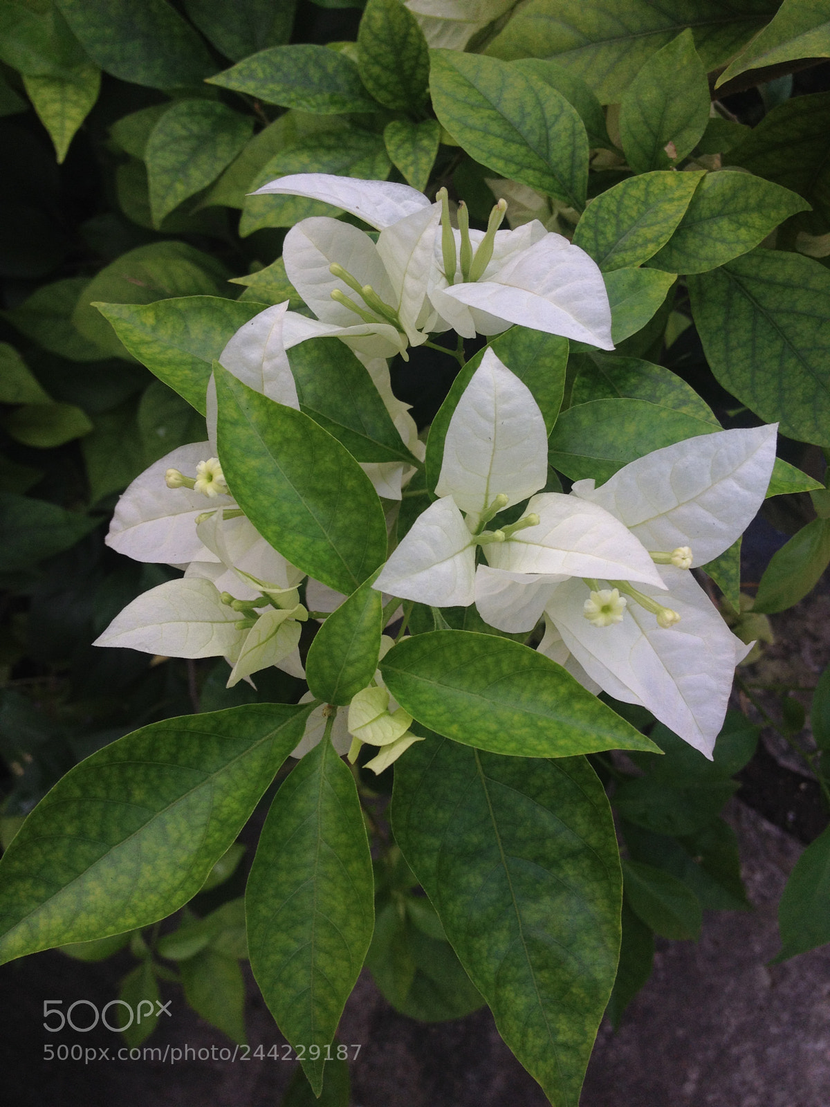 Apple iPhone 4S sample photo. Untitled photography