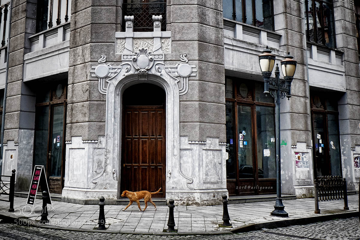 Fujifilm X-M1 sample photo. Dog photography