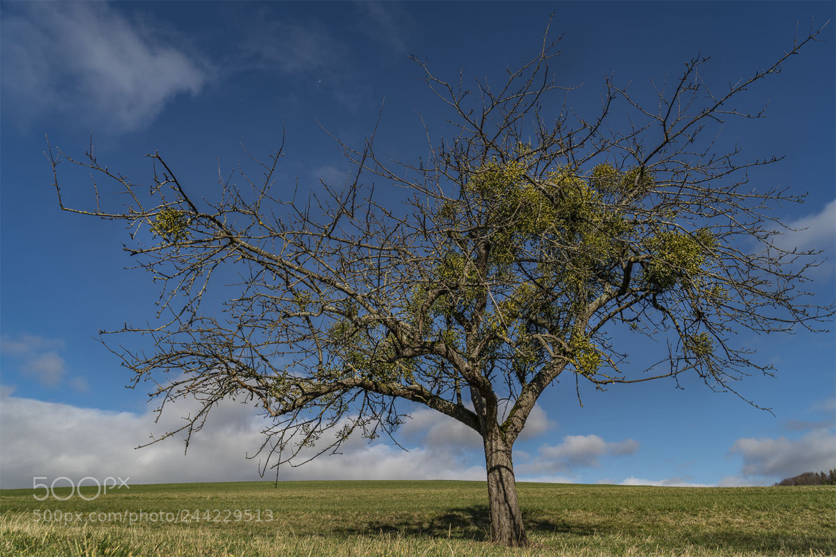 Sony a7R II sample photo. Misteln photography