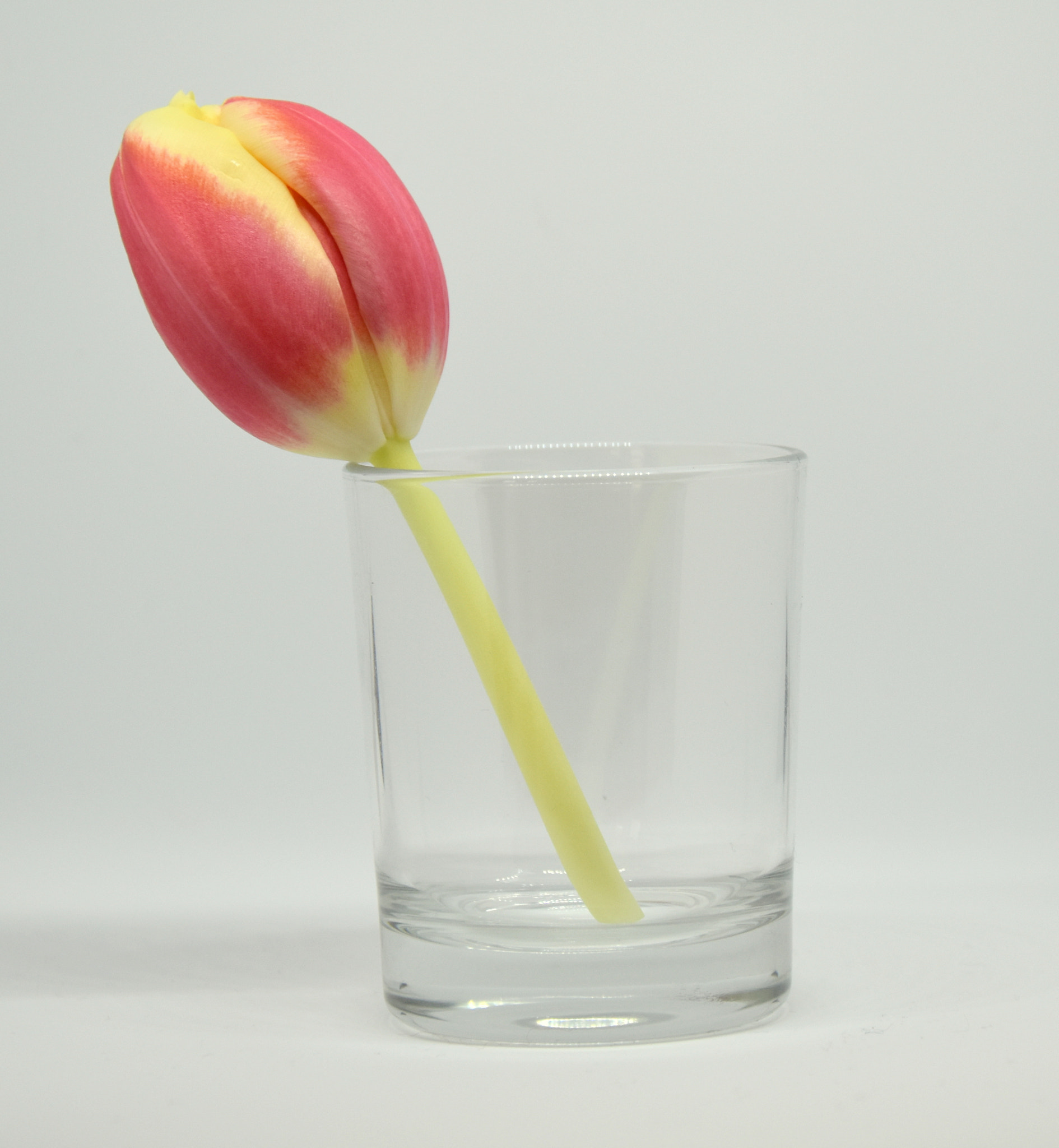 Nikon D5500 sample photo. Flower photography