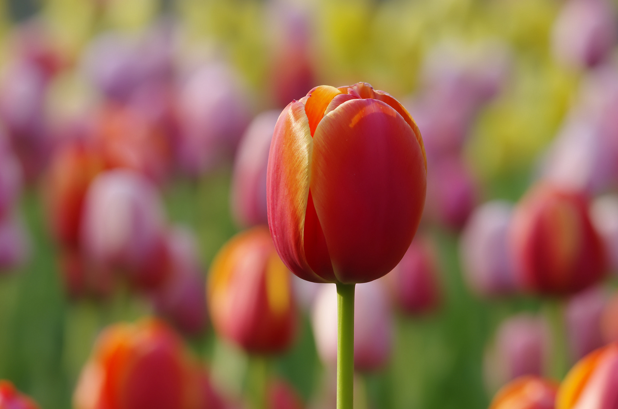 Pentax K-5 sample photo. Tulip photography