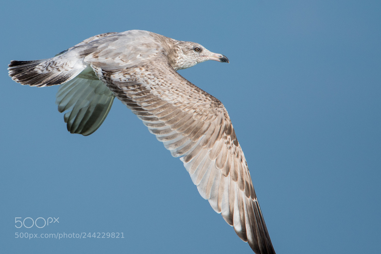 Nikon D500 sample photo. Seagull flying photography