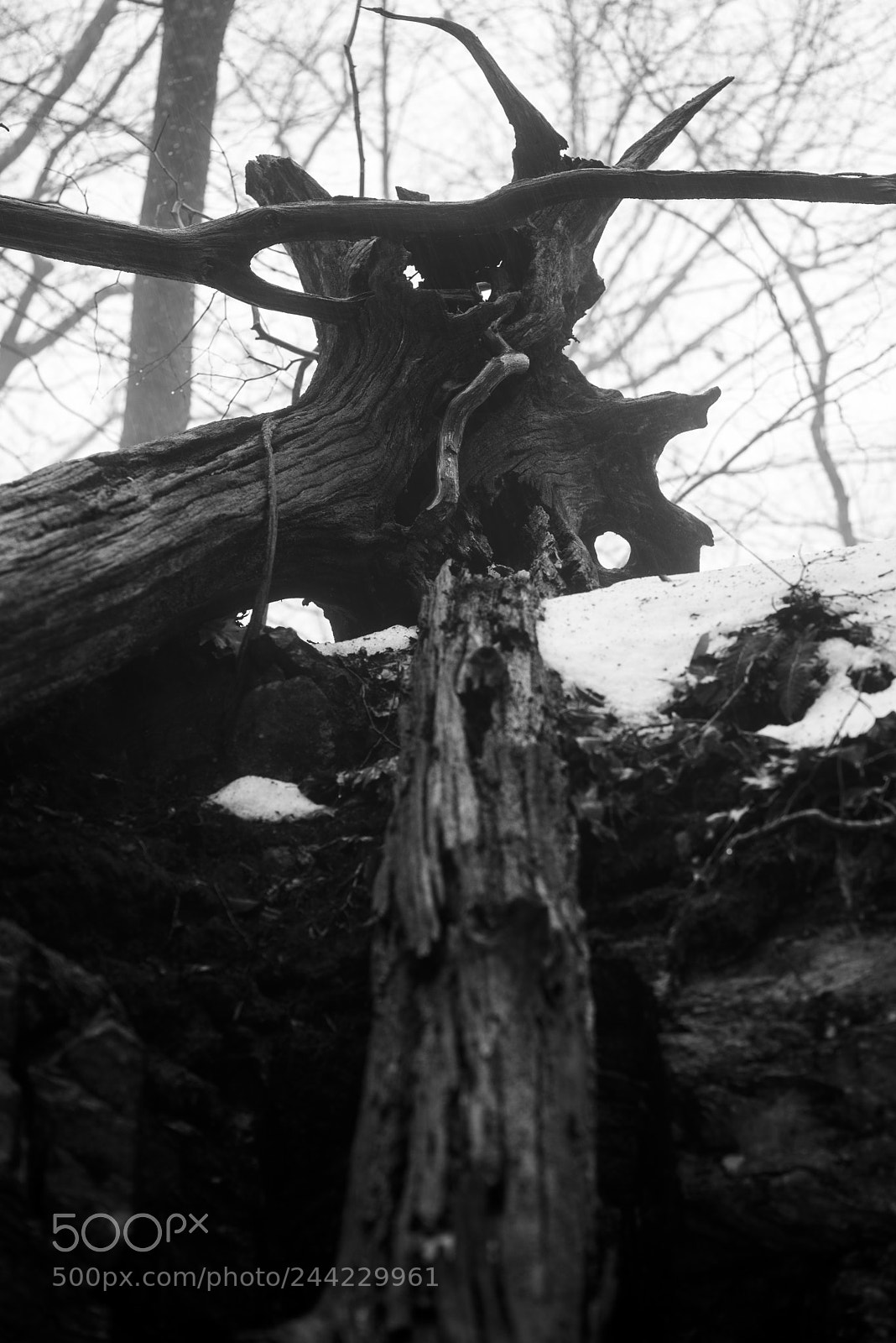 Pentax K-1 sample photo. Fallen logs on cliff photography