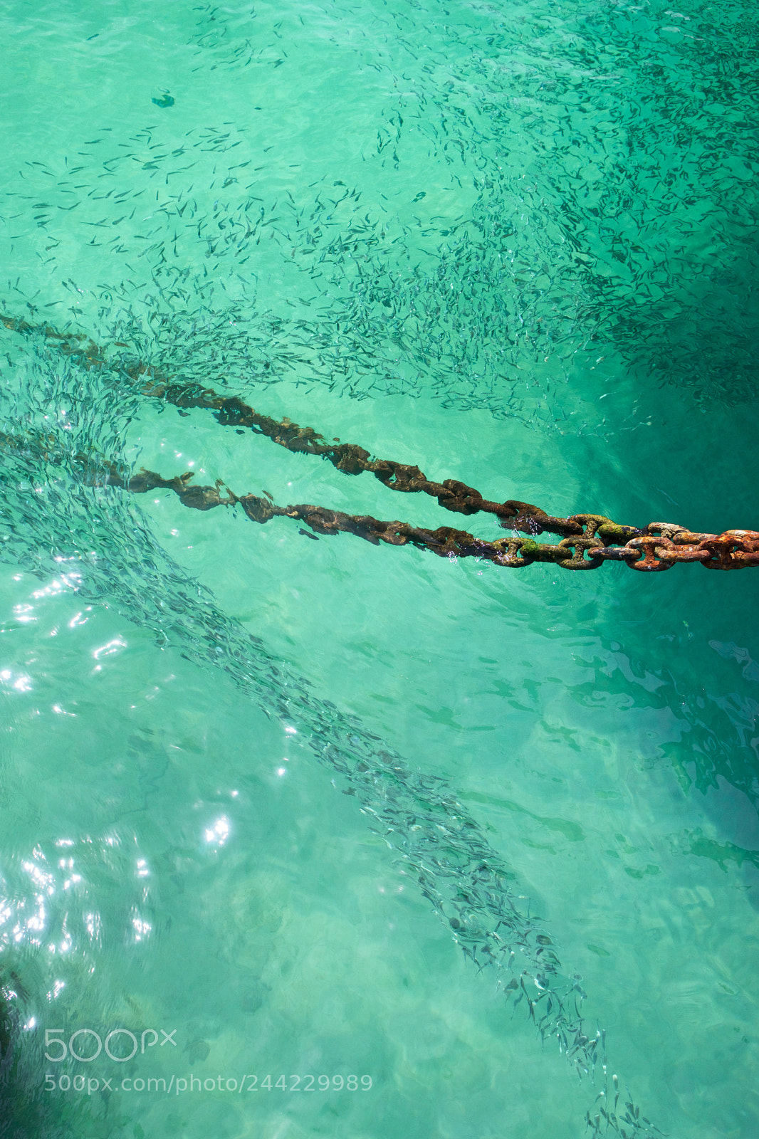 Sony a7 sample photo. A school of fish photography