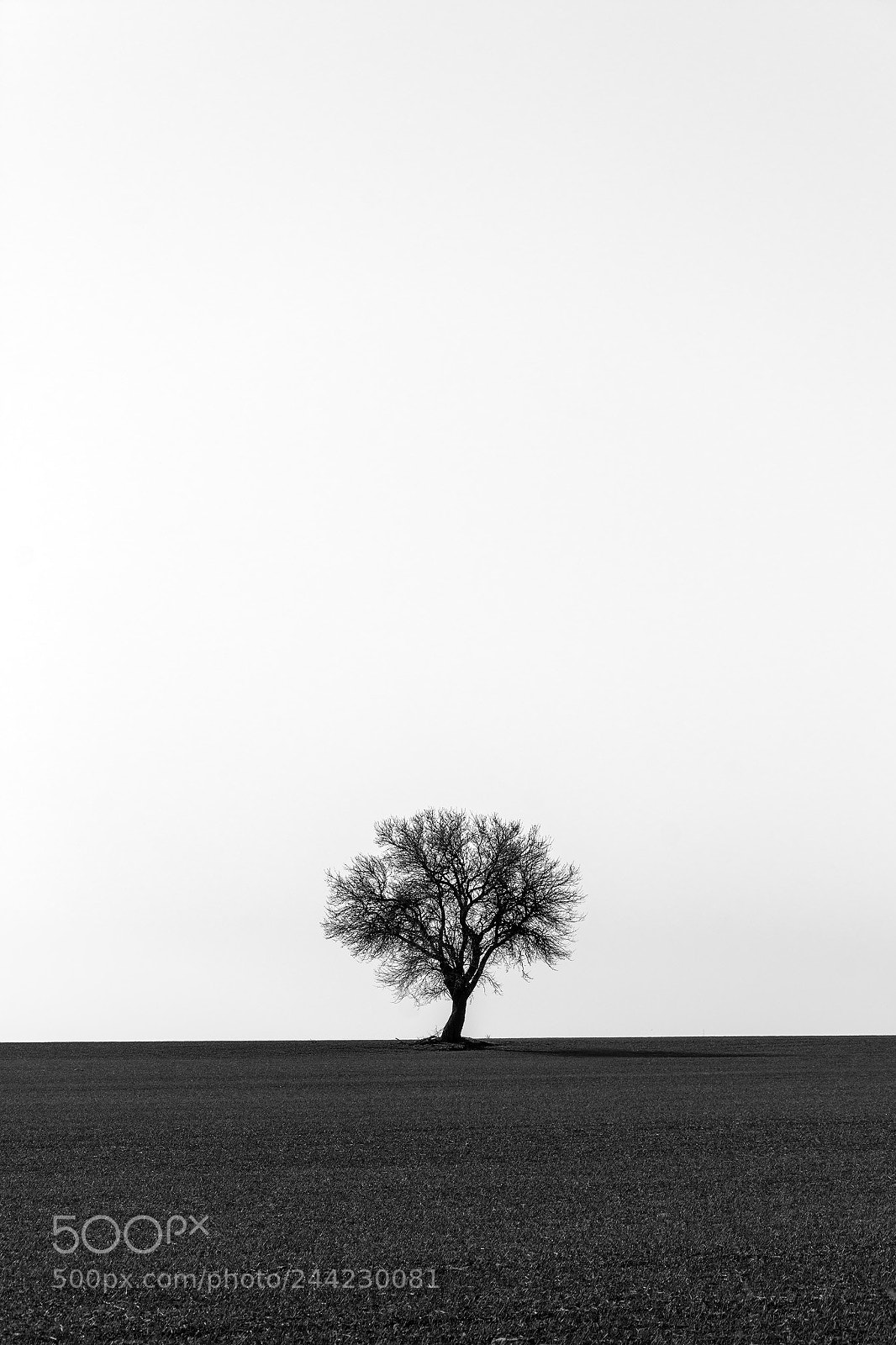 Nikon D7100 sample photo. Alone photography