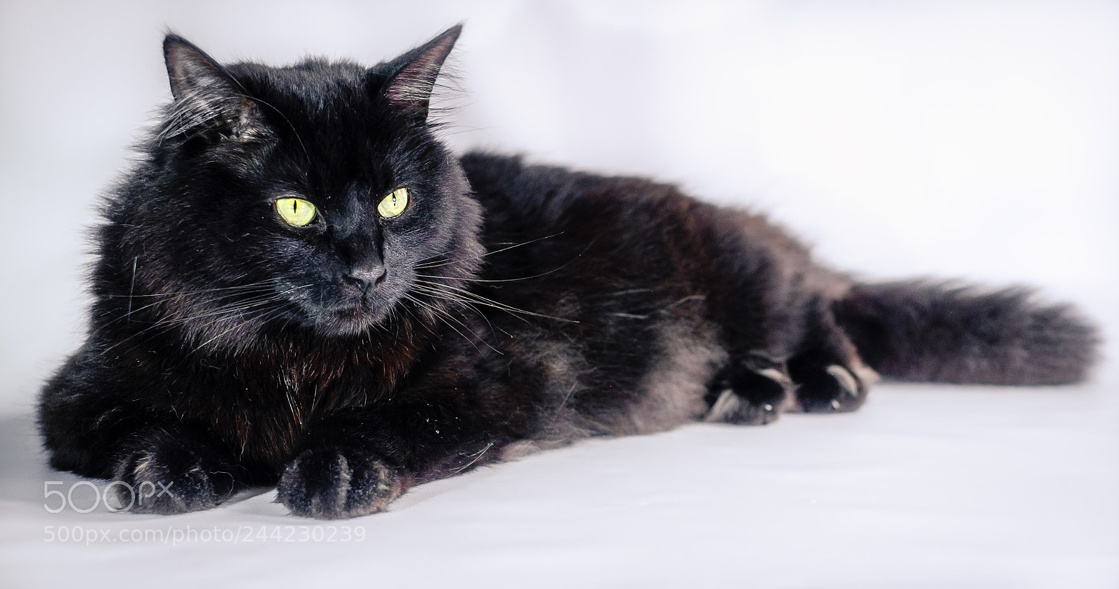 Fujifilm X-T1 sample photo. Black on white photography