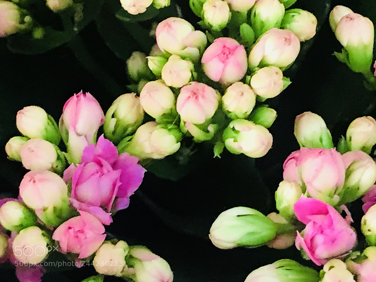 Apple iPhone 7 Plus sample photo. Pink photography